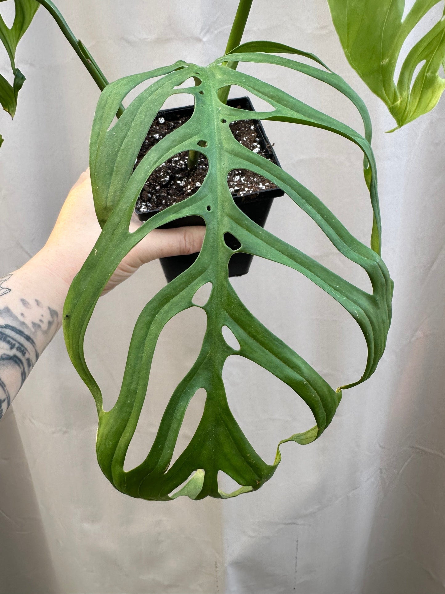 Plant Goals Plant Shop 5" Monstera Esqueleto