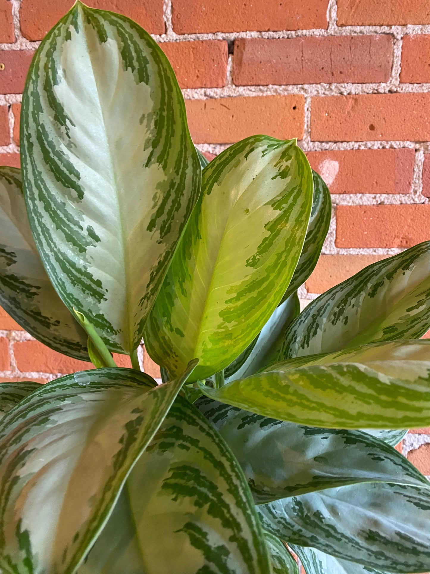 Plant Goals Plant Shop 6" Aglaonema Silver Bay