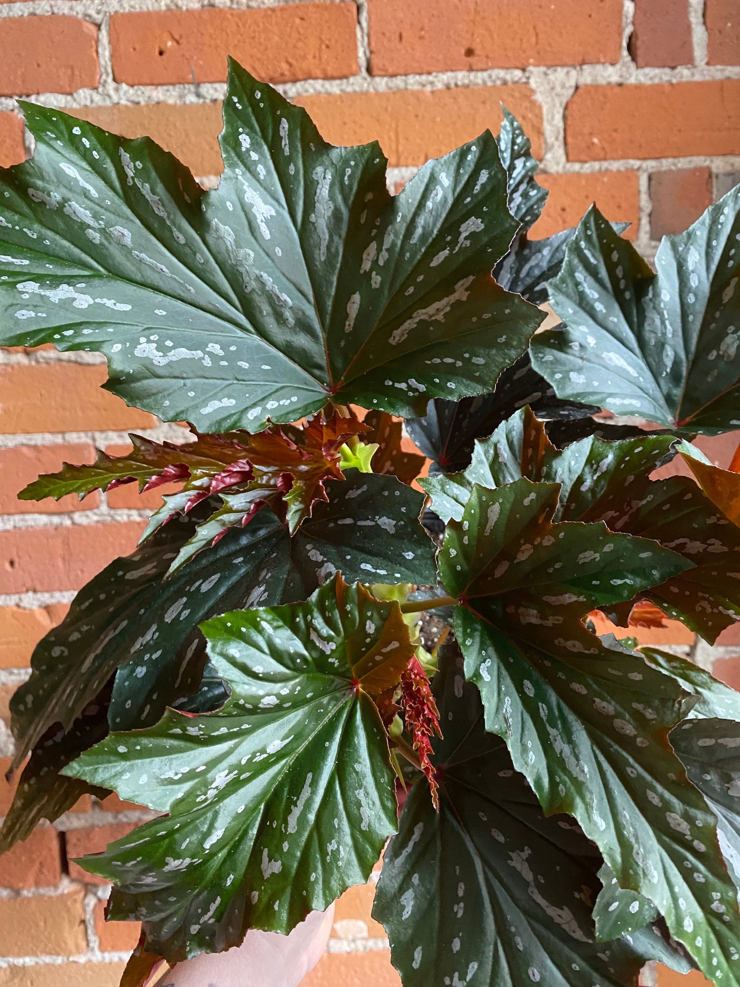 Plant Goals Plant Shop 6" Begonia Angel Wing