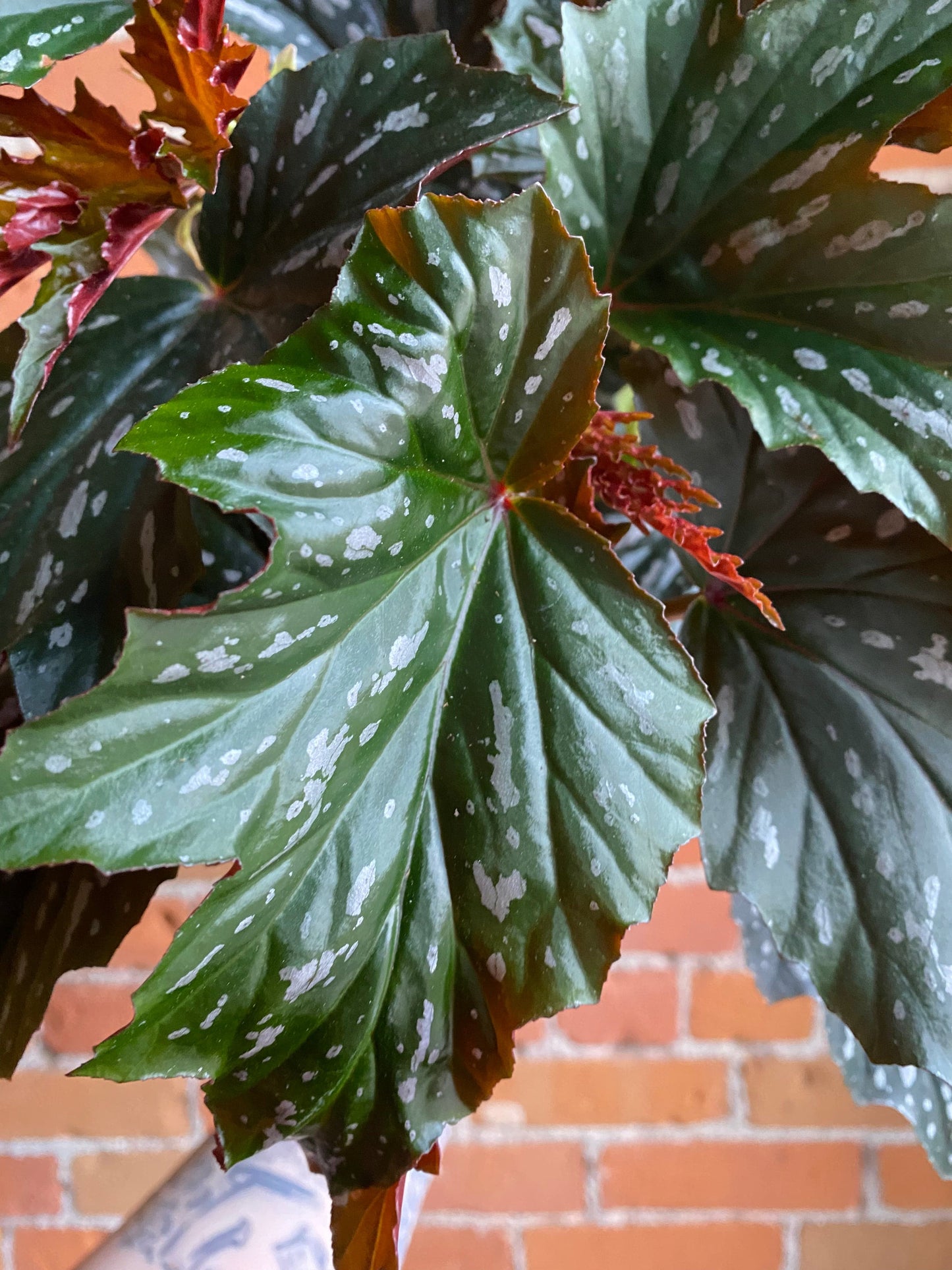 Plant Goals Plant Shop 6" Begonia Angel Wing