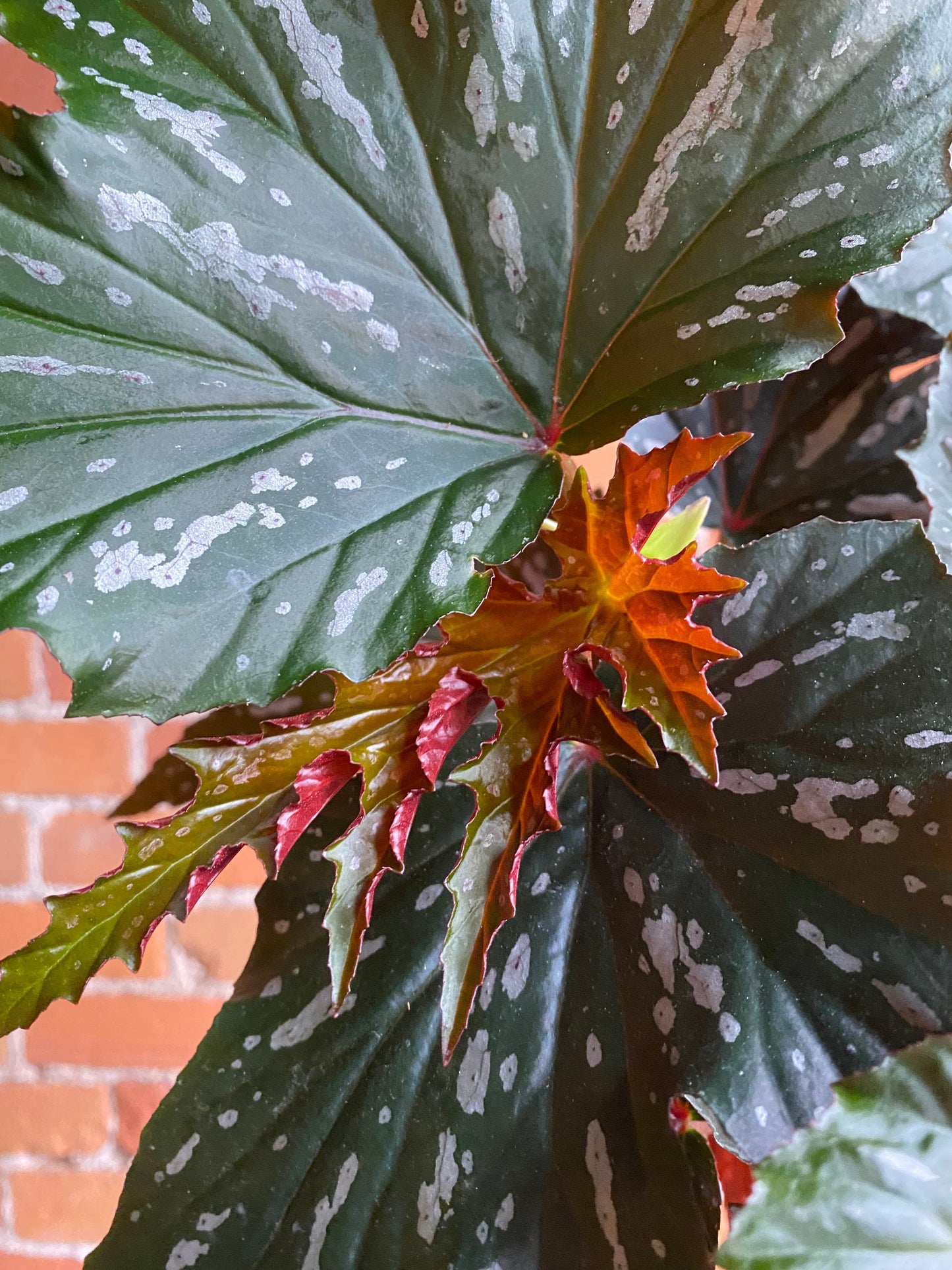 Plant Goals Plant Shop 6" Begonia Angel Wing