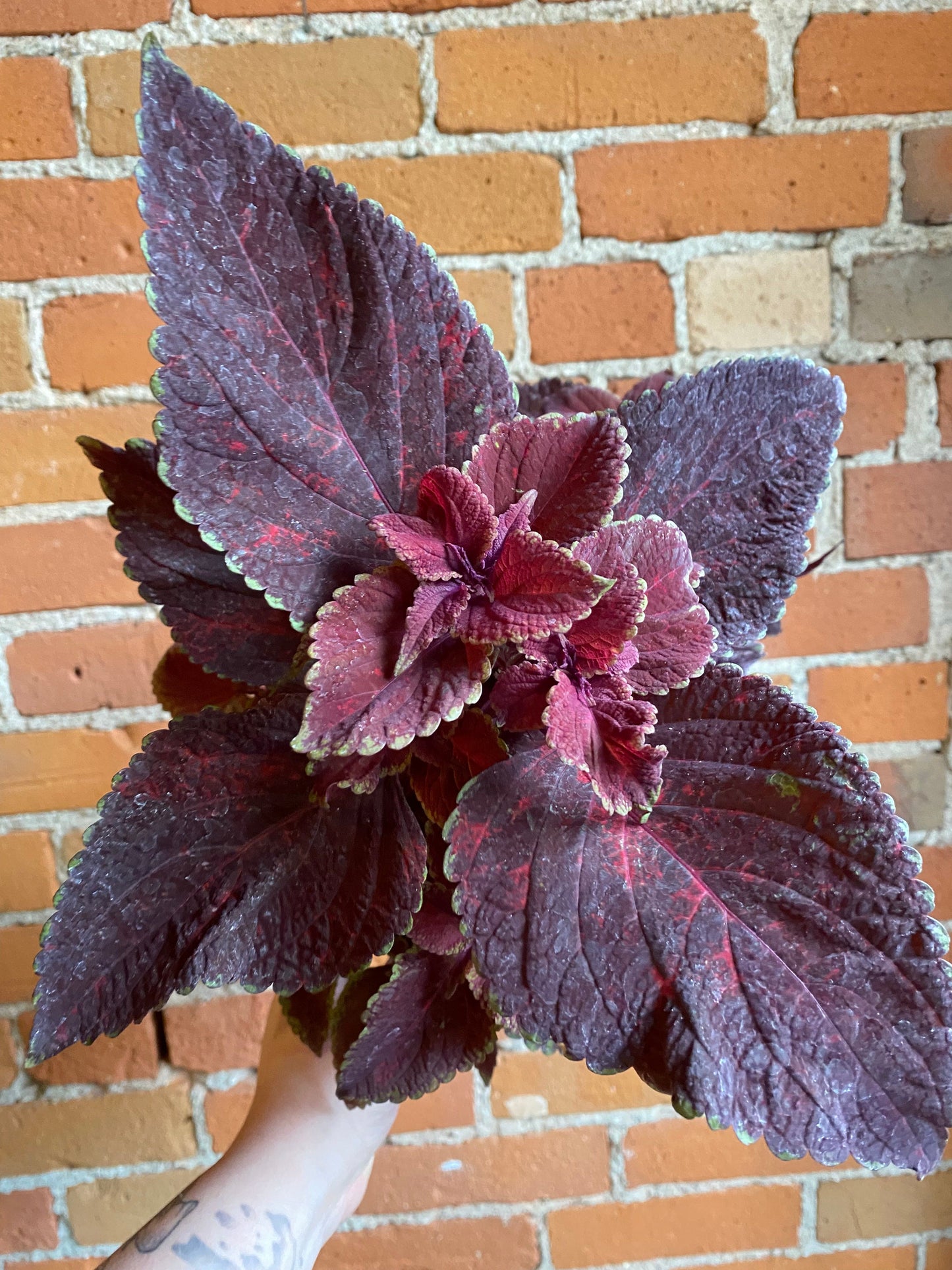 Plant Goals Plant Shop 6" Coleus Ox Blood