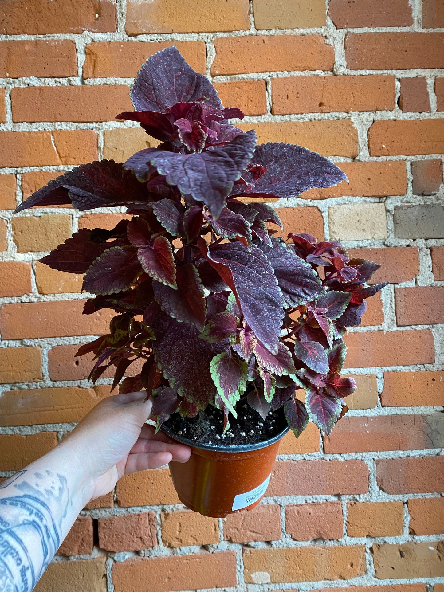 Plant Goals Plant Shop 6" Coleus Ox Blood