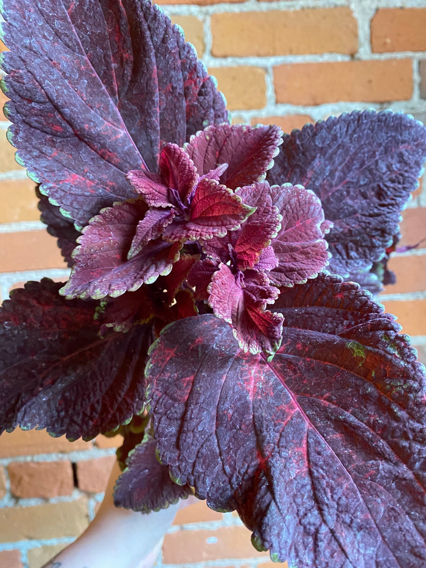 Plant Goals Plant Shop 6" Coleus Ox Blood