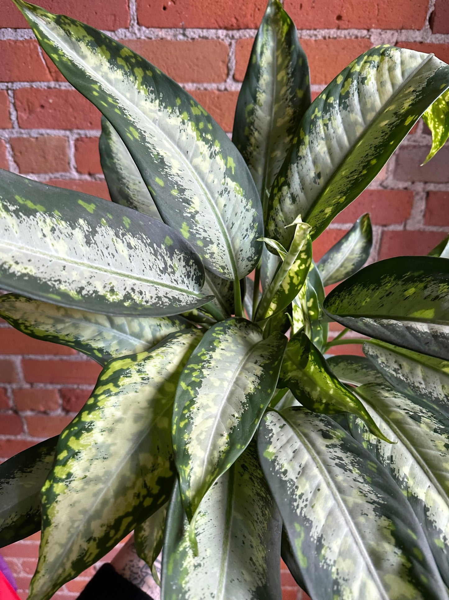 Plant Goals Plant Shop 6" Dieffenbachia Panther
