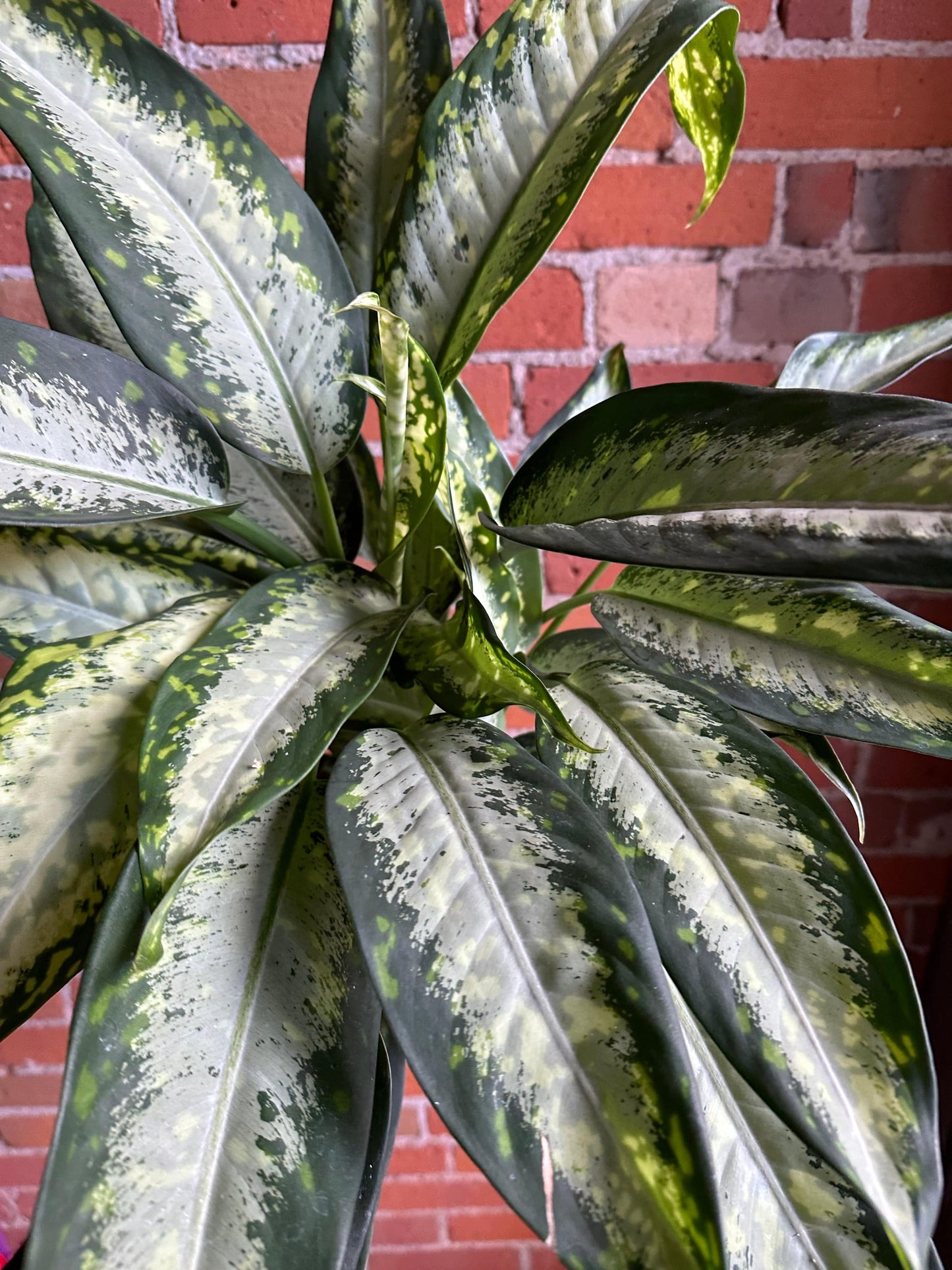 Plant Goals Plant Shop 6" Dieffenbachia Panther
