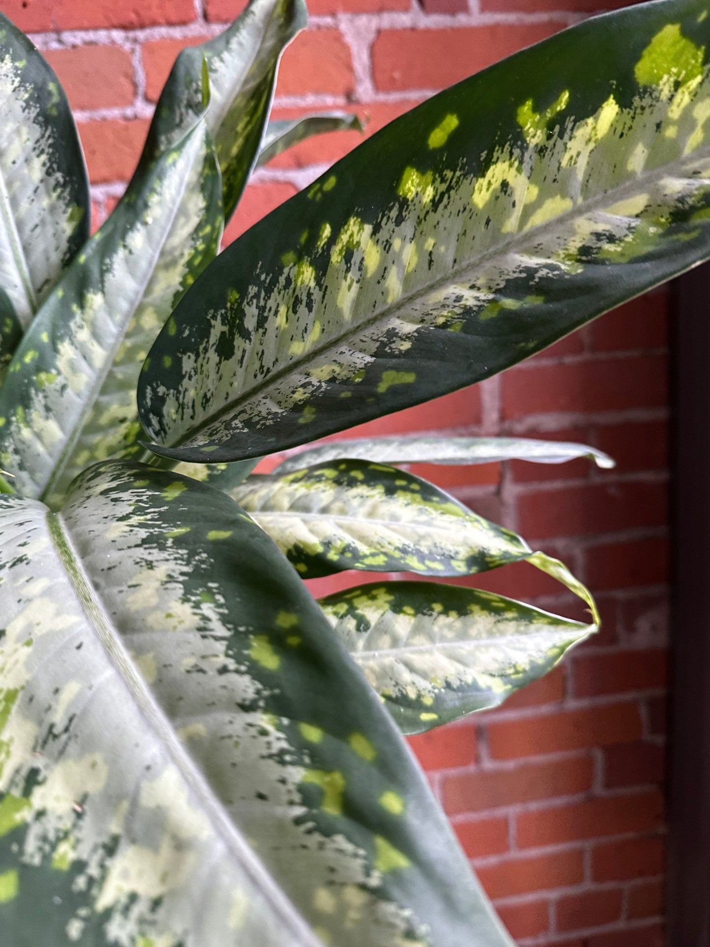 Plant Goals Plant Shop 6" Dieffenbachia Panther