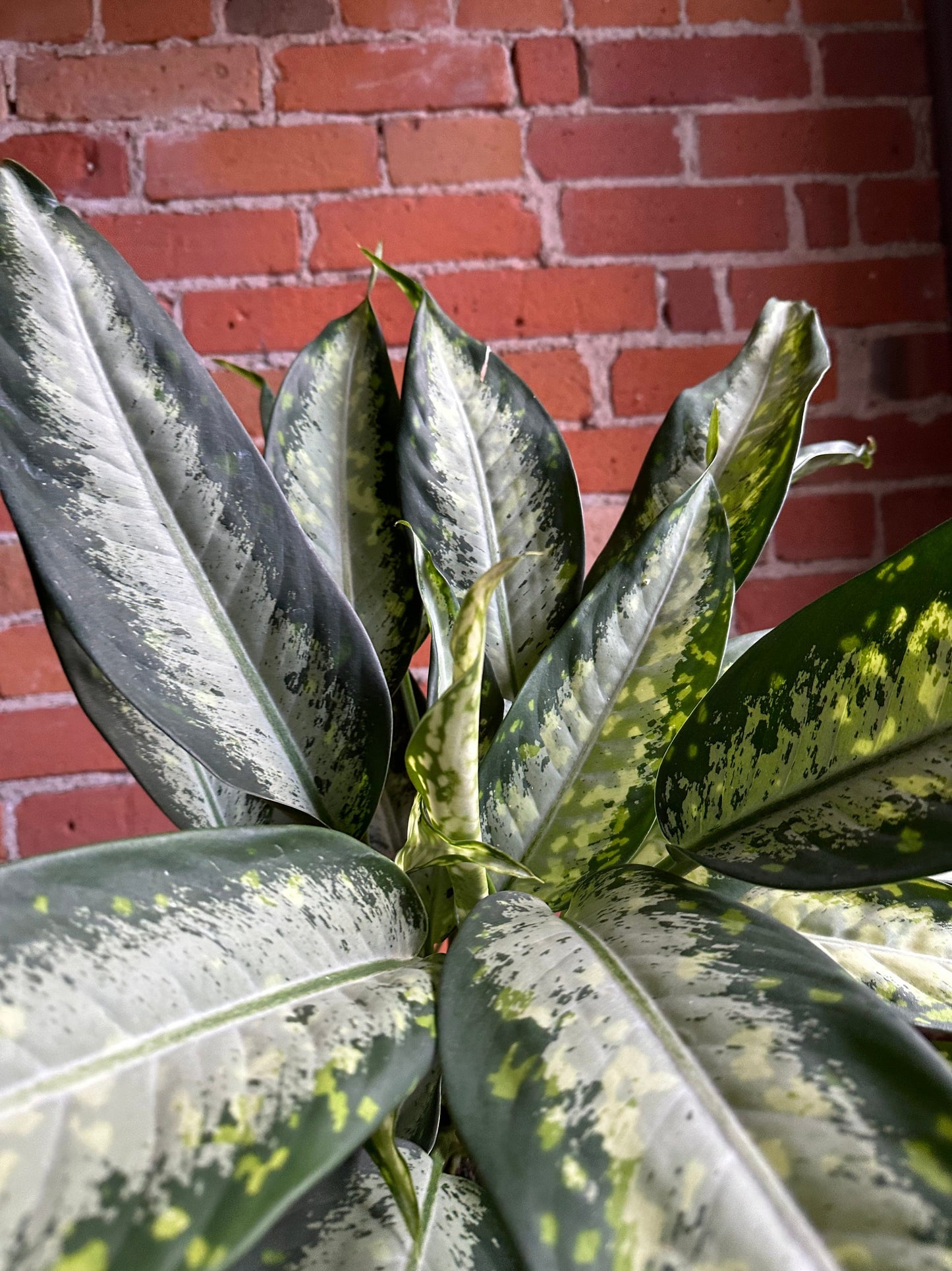 Plant Goals Plant Shop 6" Dieffenbachia Panther