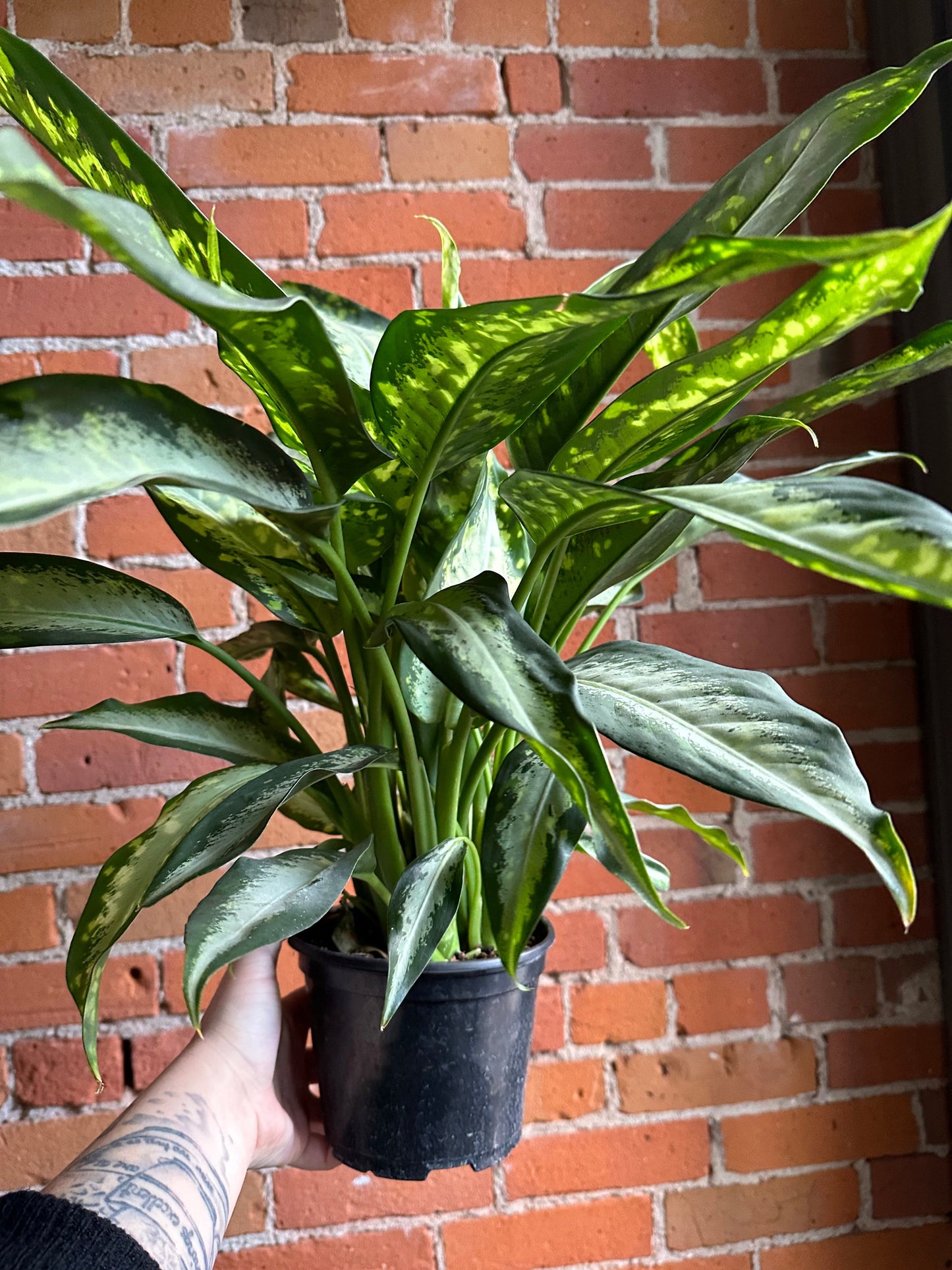 Plant Goals Plant Shop 6" Dieffenbachia Panther