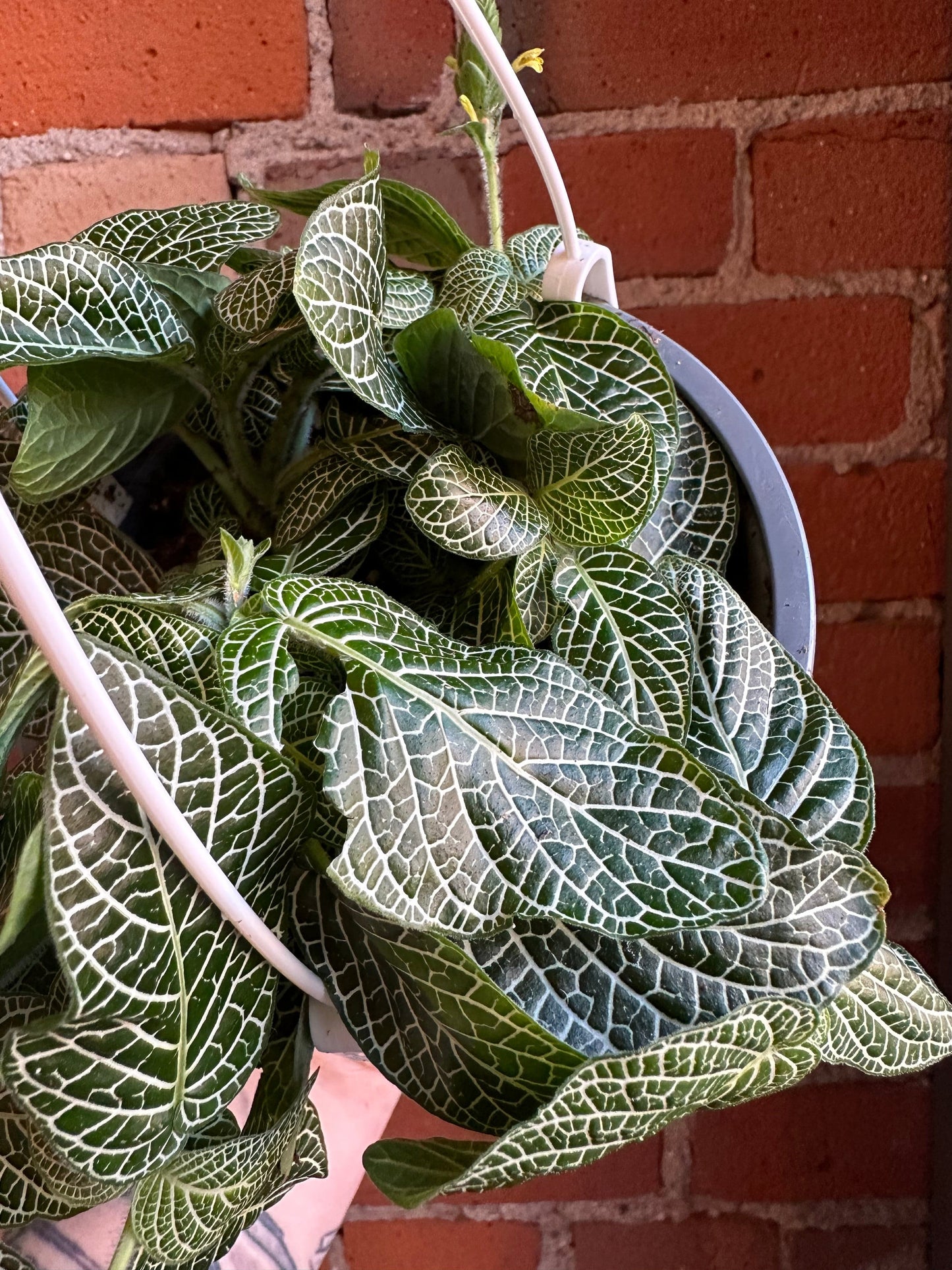 Plant Goals Plant Shop 6" Fittonia White Hanging Basket