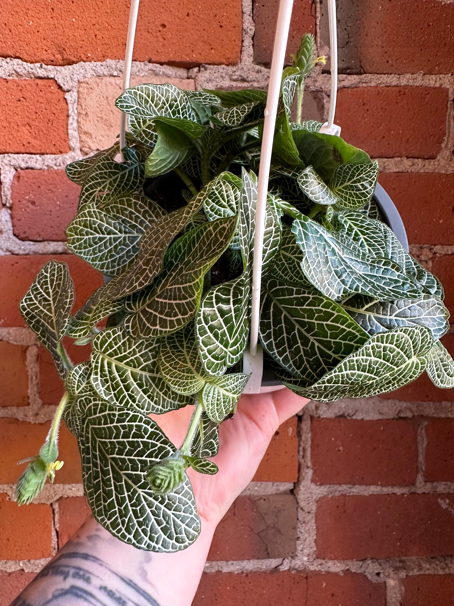 Plant Goals Plant Shop 6" Fittonia White Hanging Basket