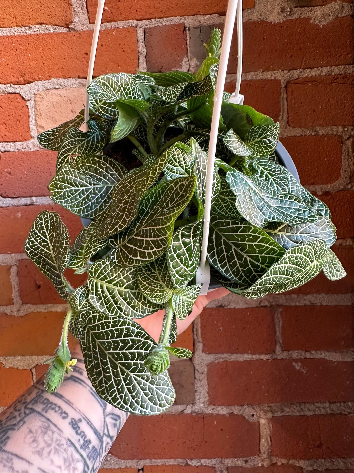 Plant Goals Plant Shop 6" Fittonia White Hanging Basket