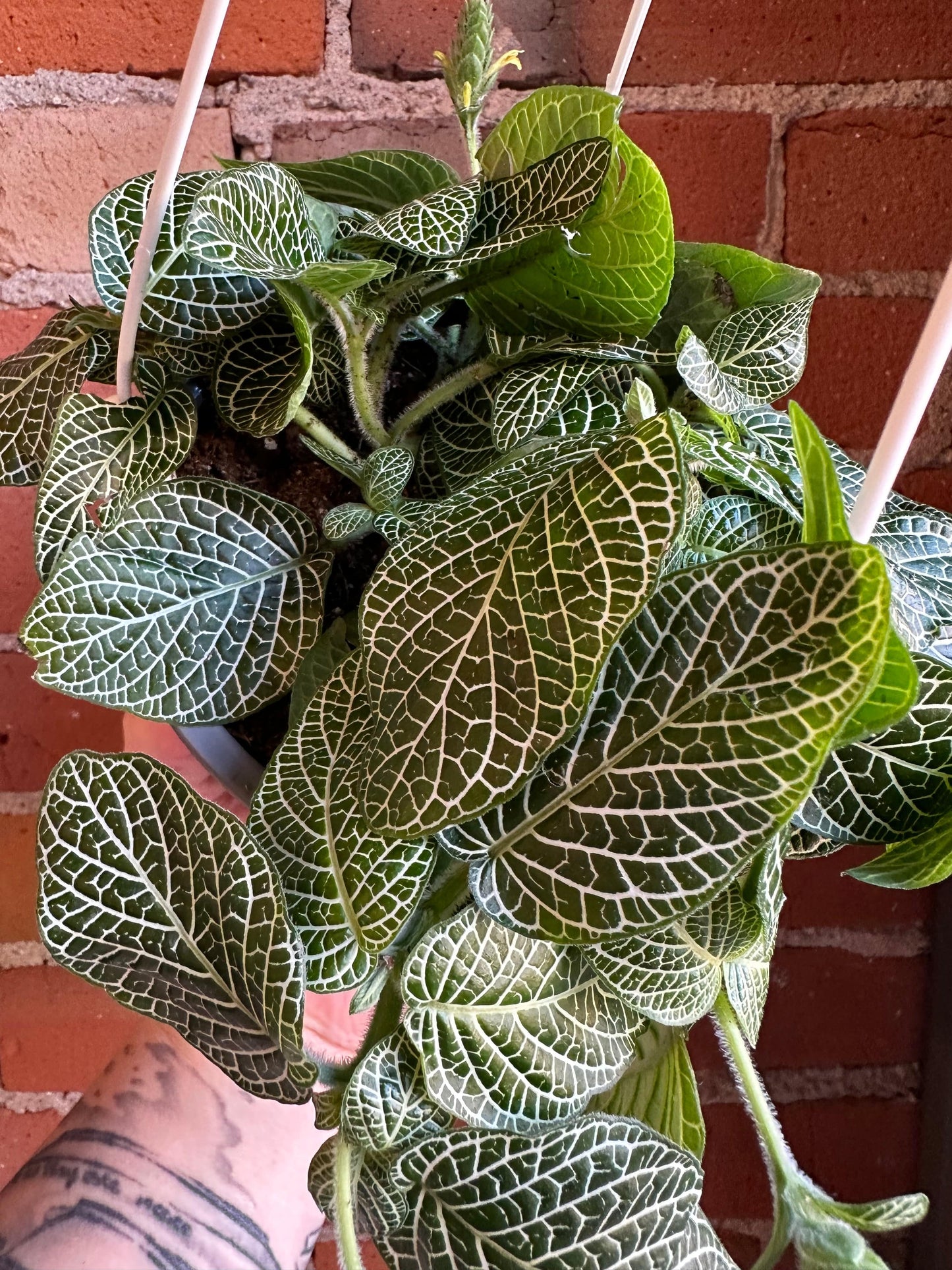 Plant Goals Plant Shop 6" Fittonia White Hanging Basket