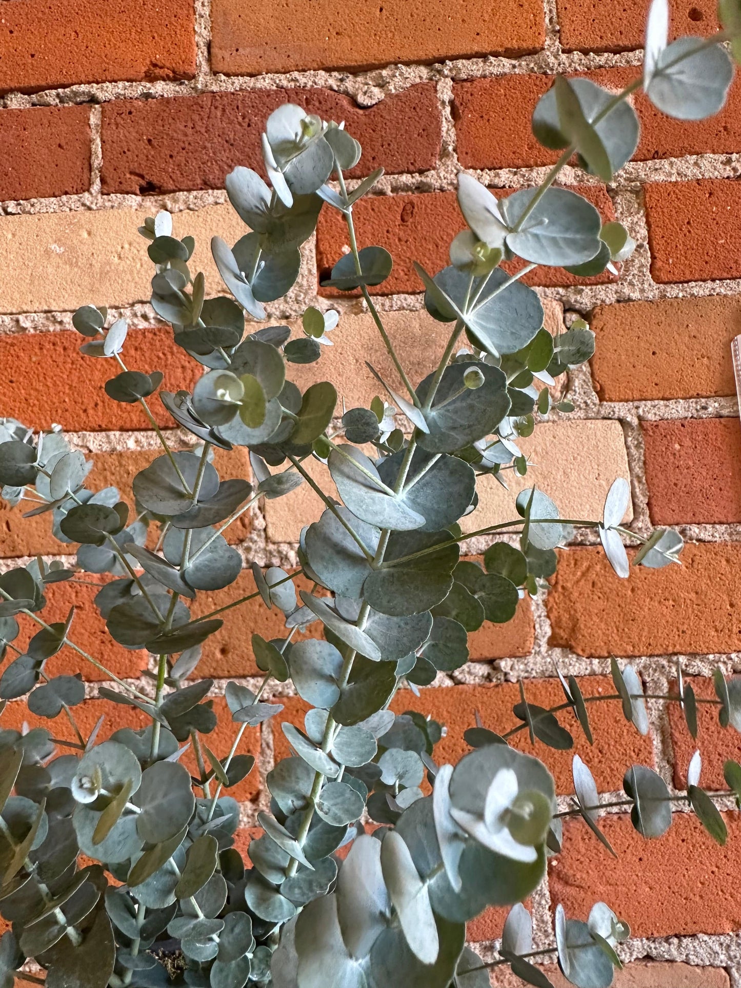 Plant Goals Plant Shop 6" Glacier Eucalyptus
