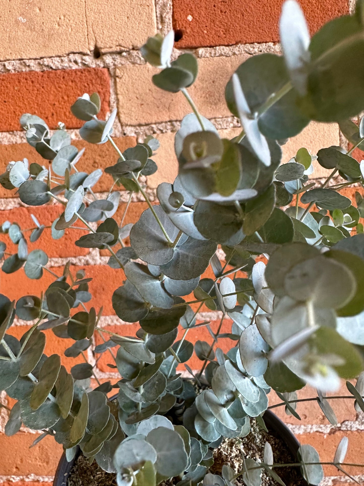 Plant Goals Plant Shop 6" Glacier Eucalyptus