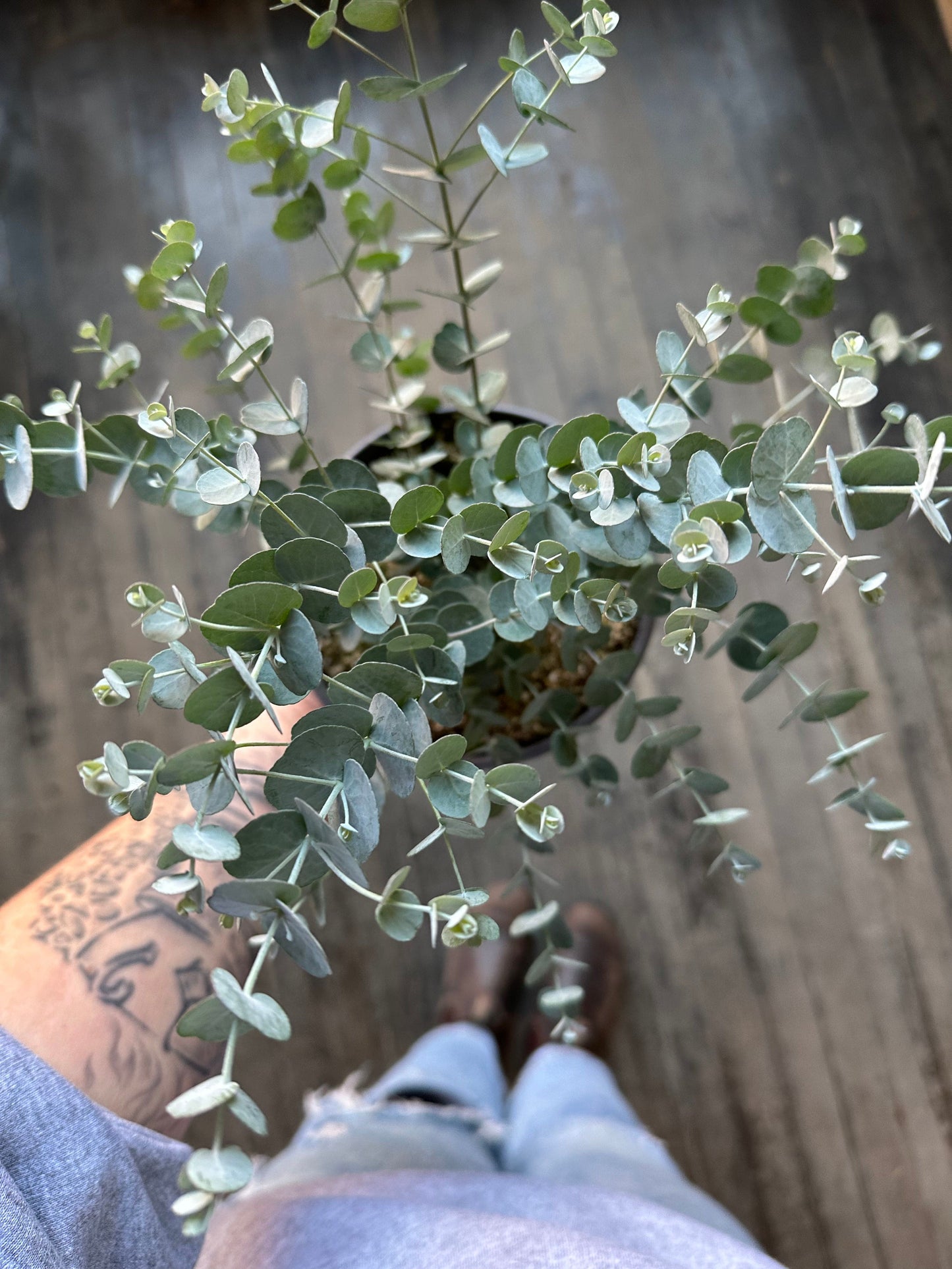 Plant Goals Plant Shop 6" Glacier Eucalyptus