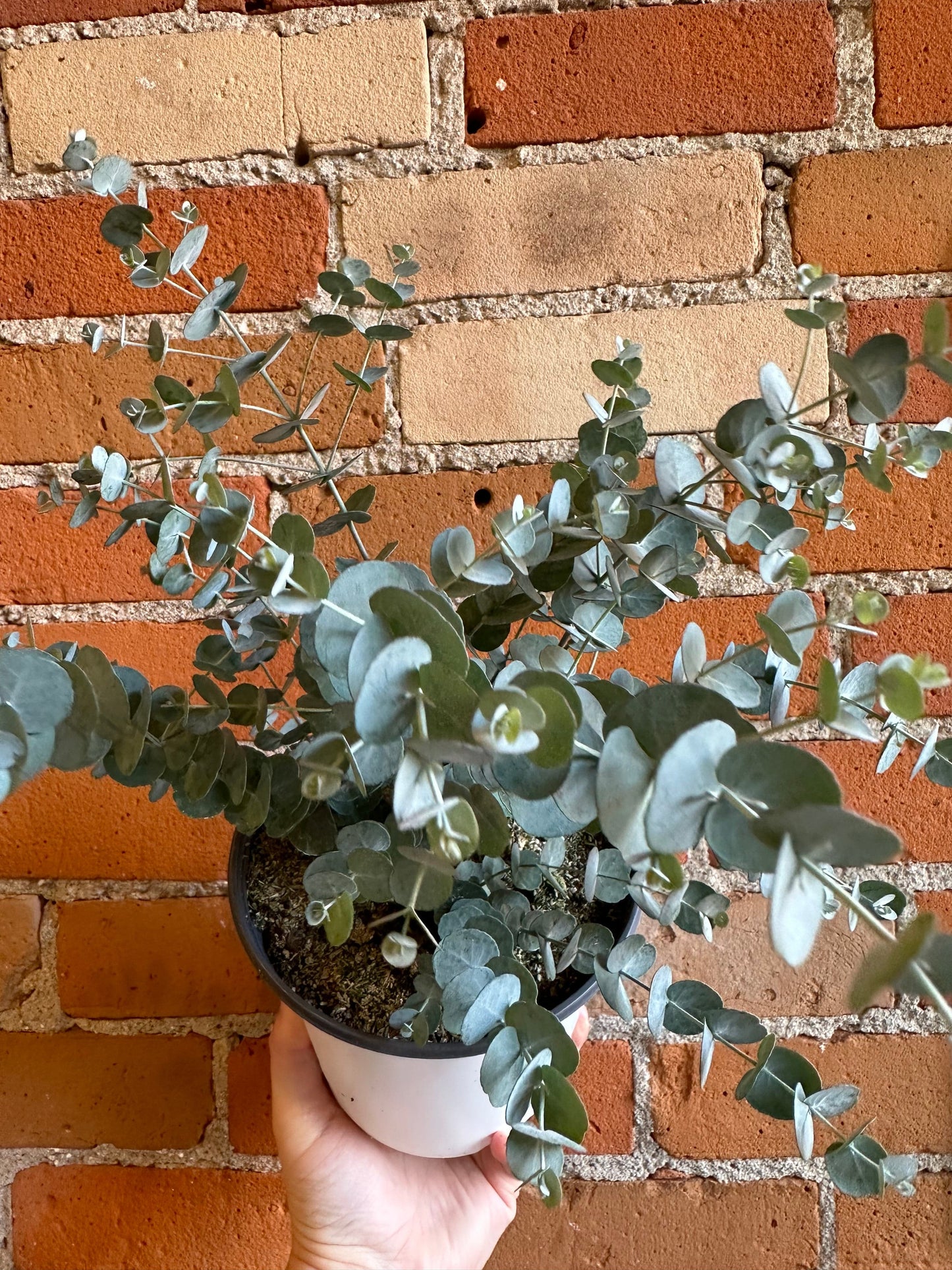 Plant Goals Plant Shop 6" Glacier Eucalyptus