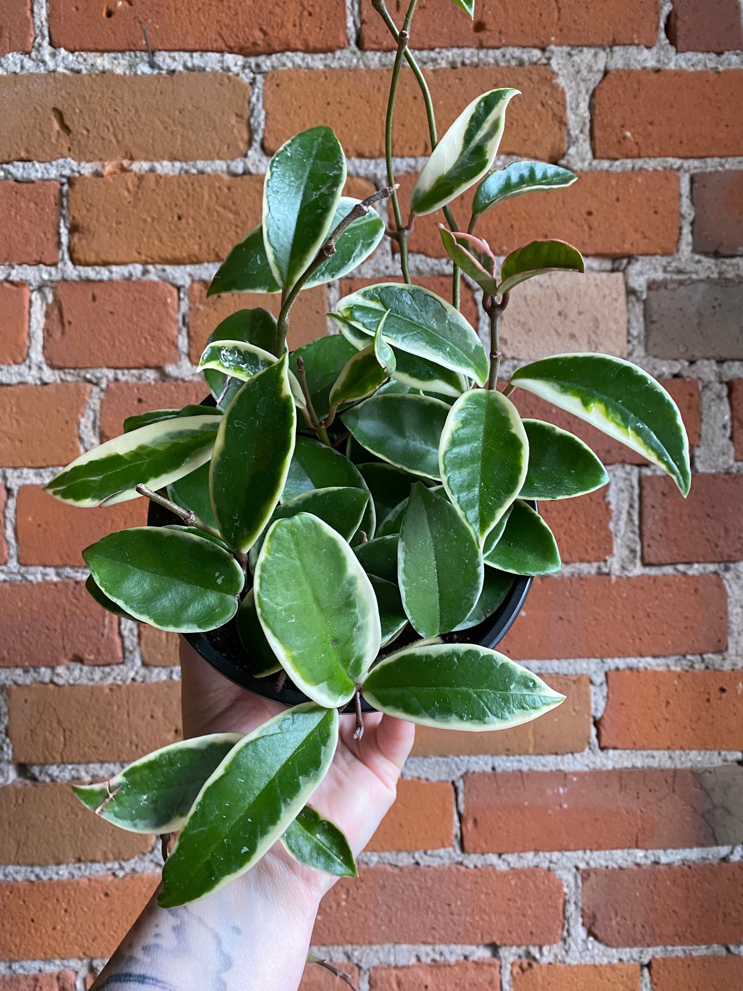 Plant Goals Plant Shop 6" Hoya Krimson Queen