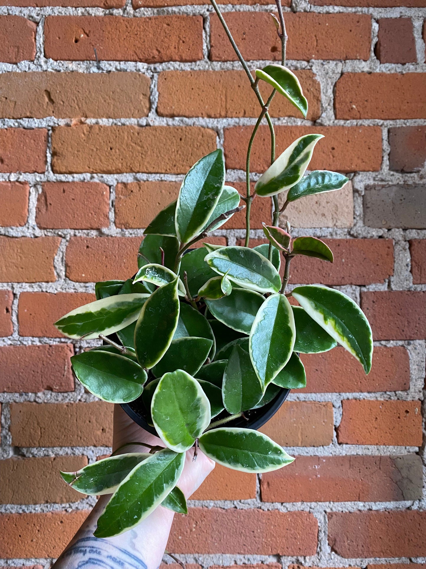 Plant Goals Plant Shop 6" Hoya Krimson Queen