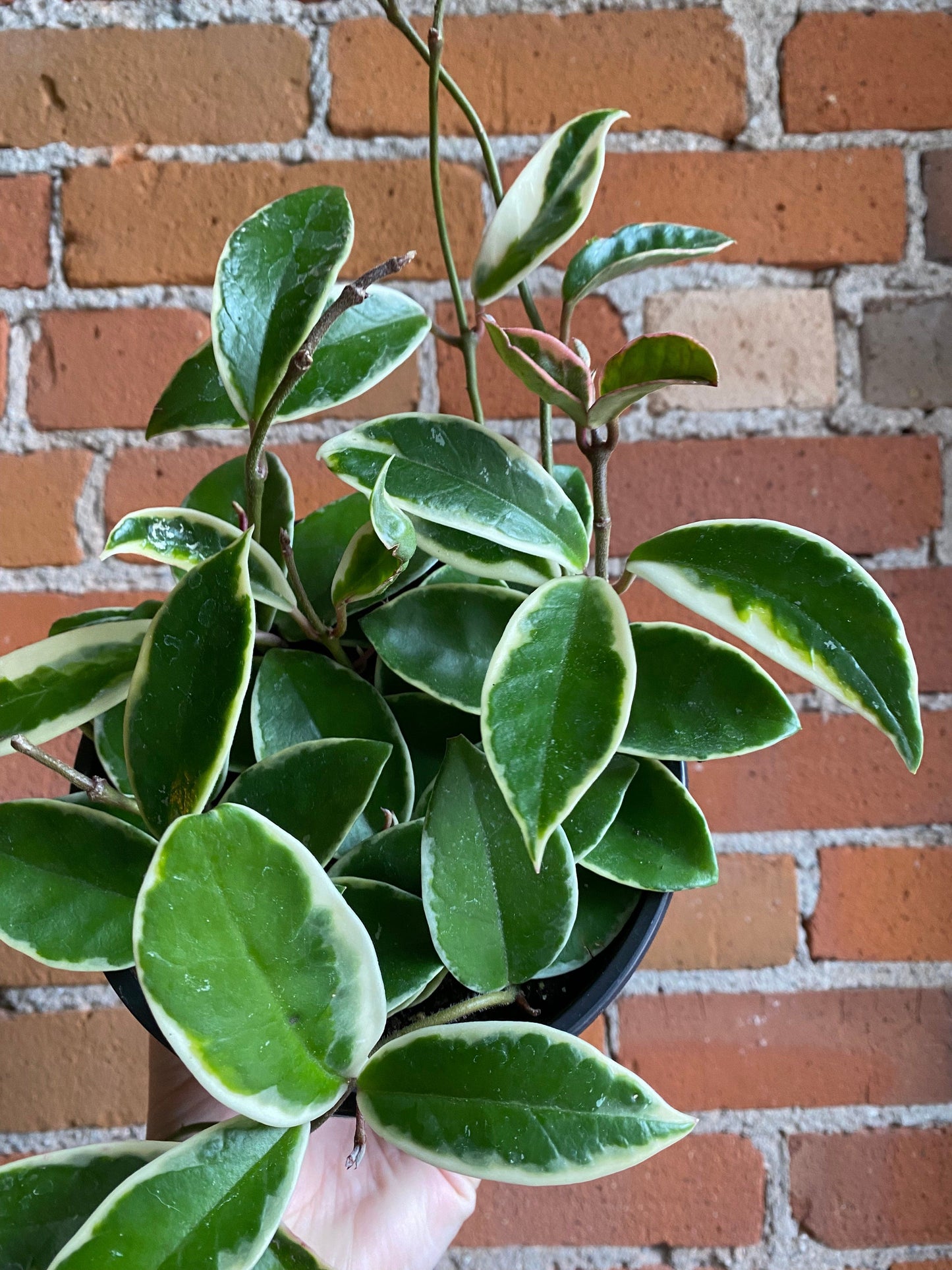 Plant Goals Plant Shop 6" Hoya Krimson Queen