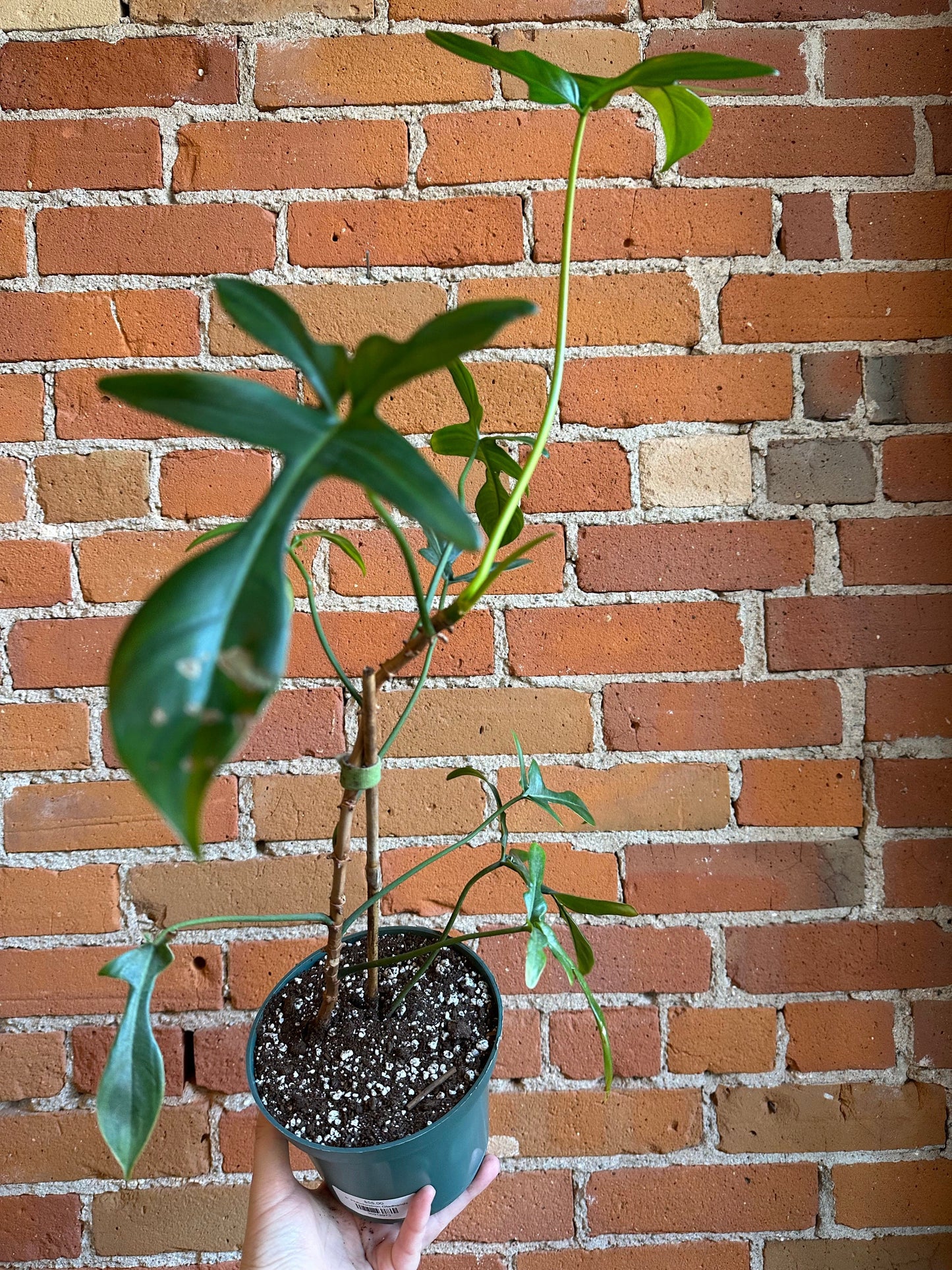 Plant Goals Plant Shop 6” Philodendron Gladhands