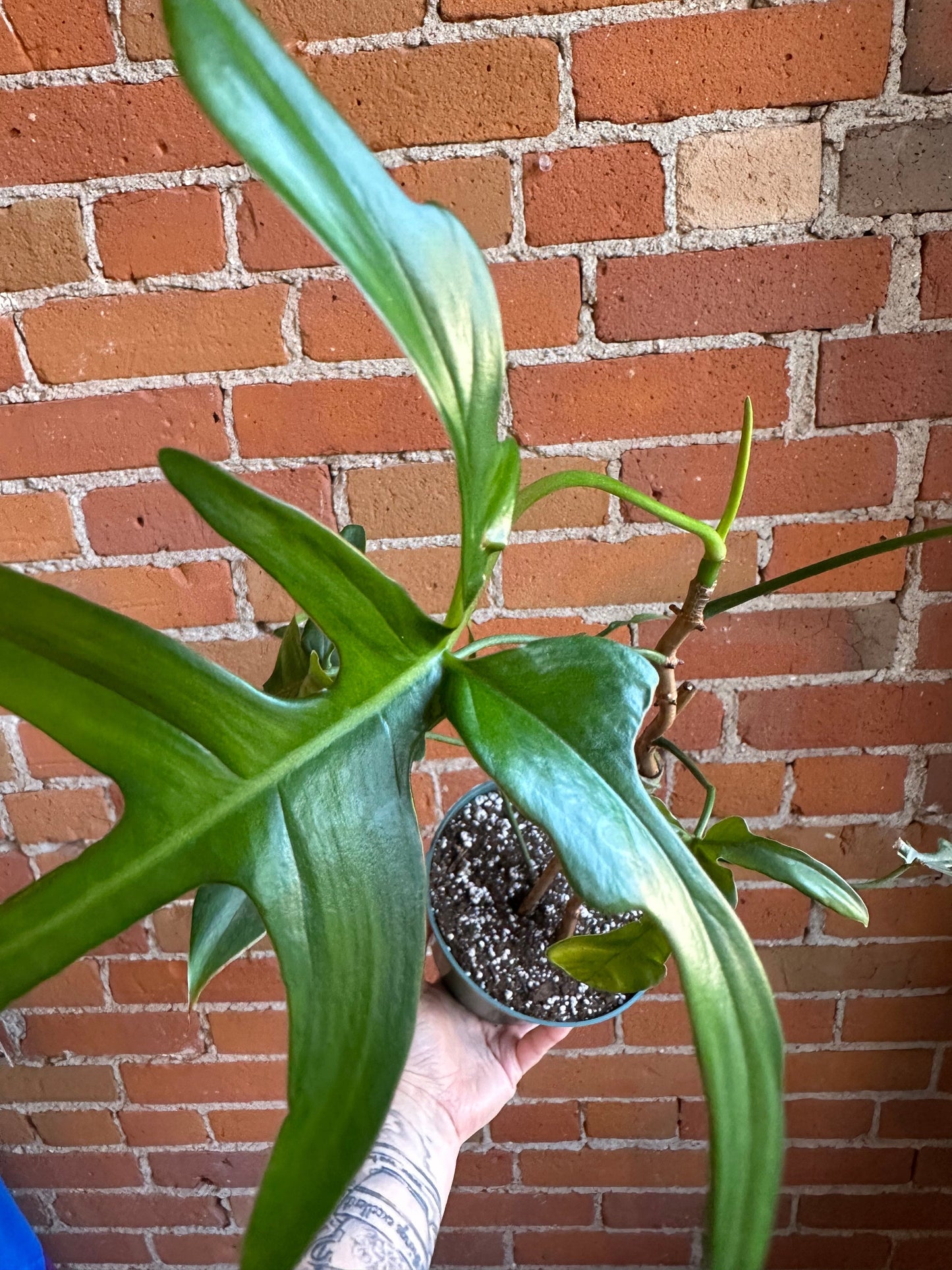 Plant Goals Plant Shop 6” Philodendron Gladhands