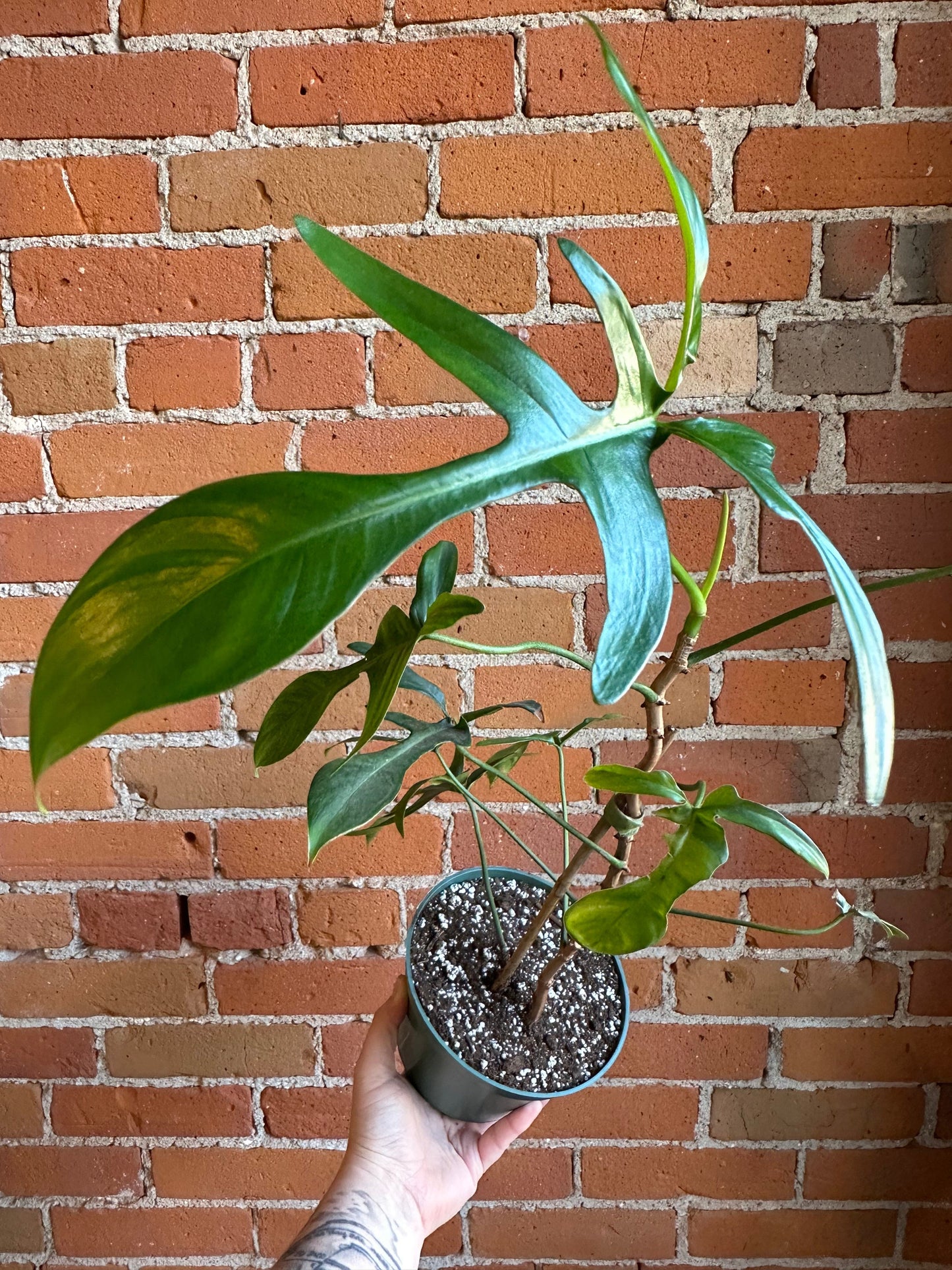 Plant Goals Plant Shop 6” Philodendron Gladhands
