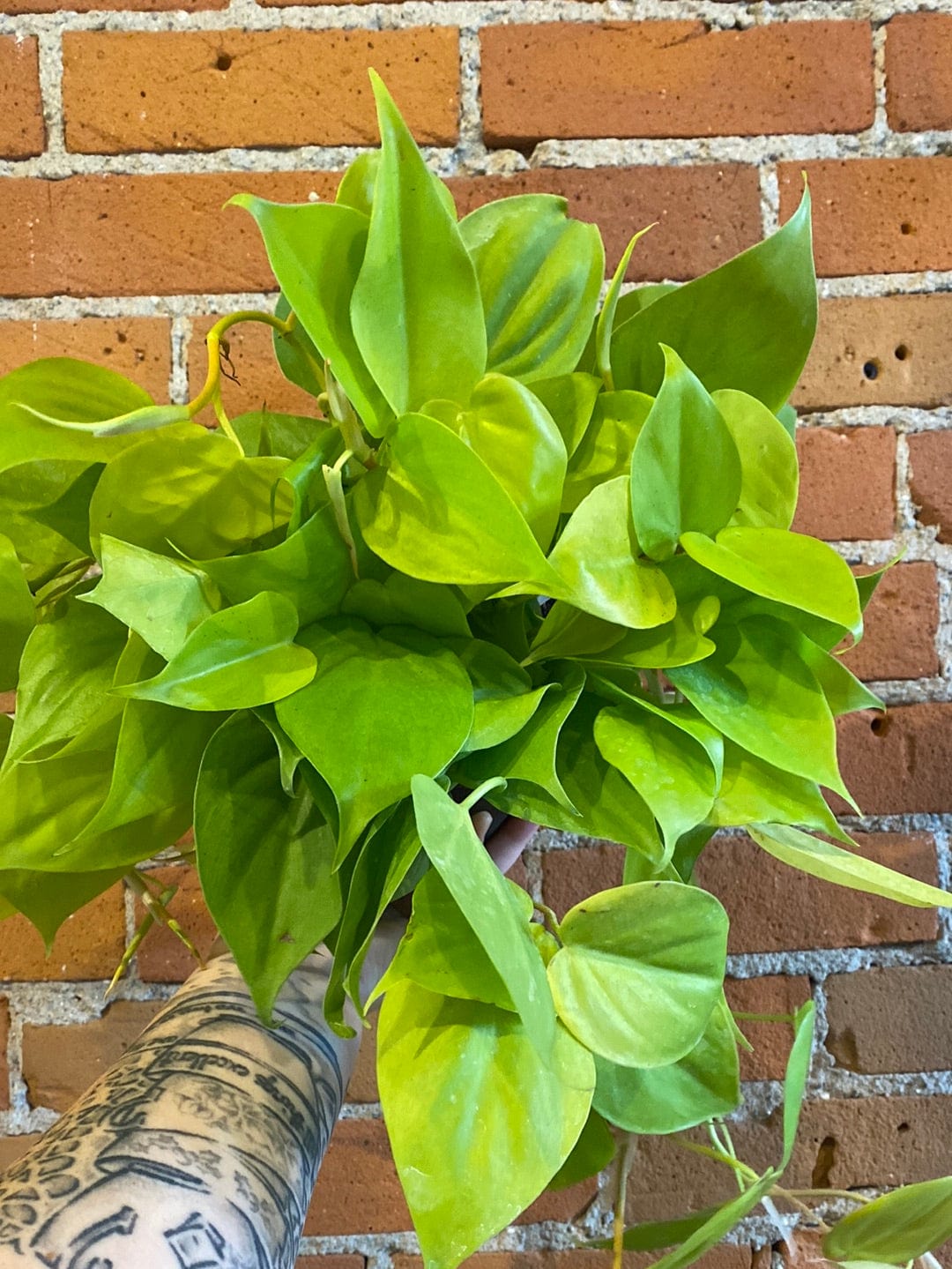 Plant Goals Plant Shop 6" Philodendron Lemon Cordatum