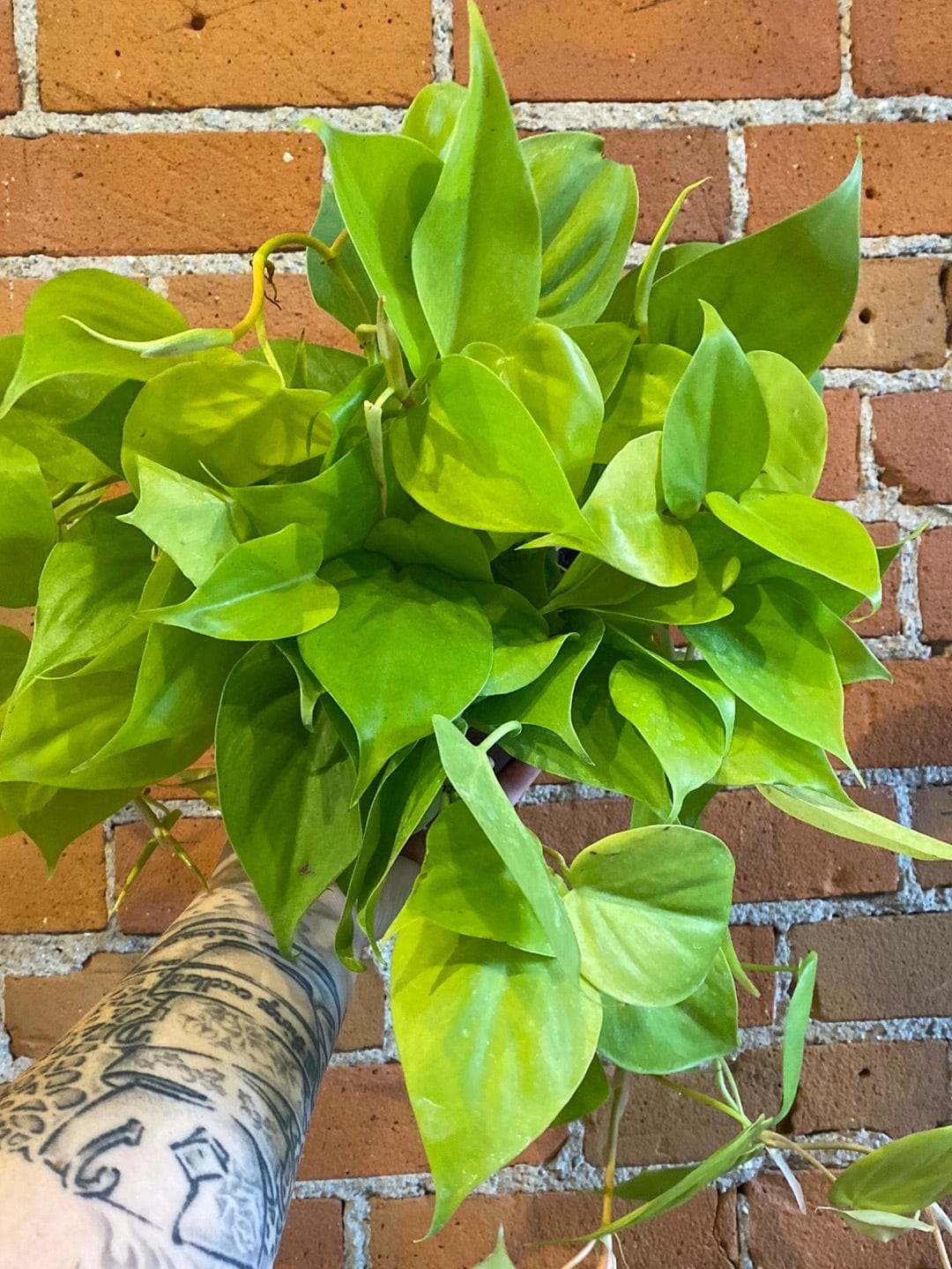 Plant Goals Plant Shop 6" Philodendron Lemon Cordatum