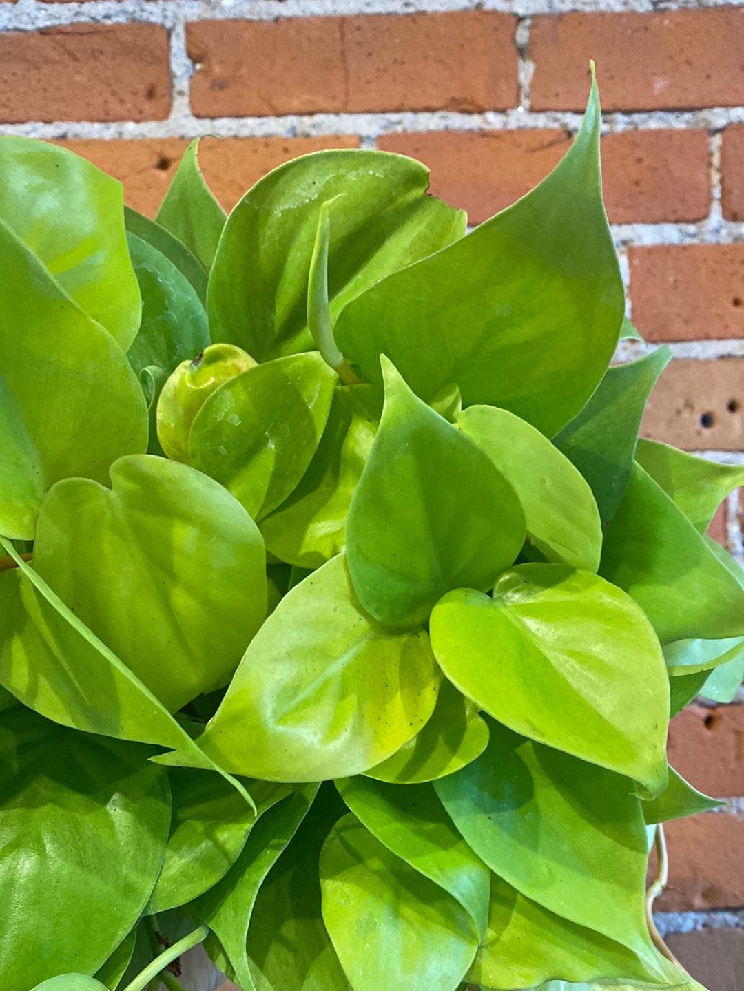 Plant Goals Plant Shop 6" Philodendron Lemon Cordatum
