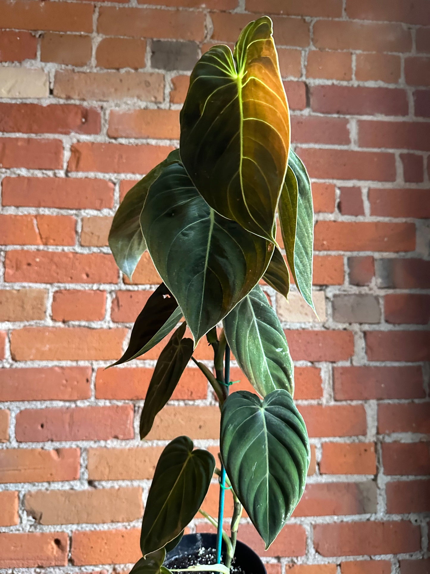 Plant Goals Plant Shop 6" Philodendron Melanochrysum