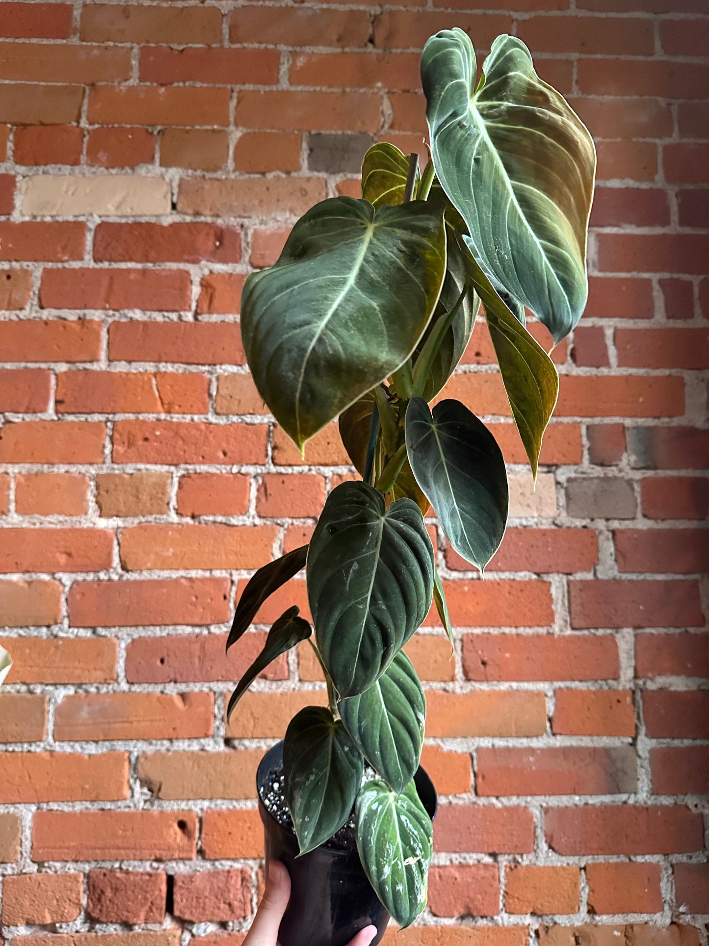Plant Goals Plant Shop 6" Philodendron Melanochrysum