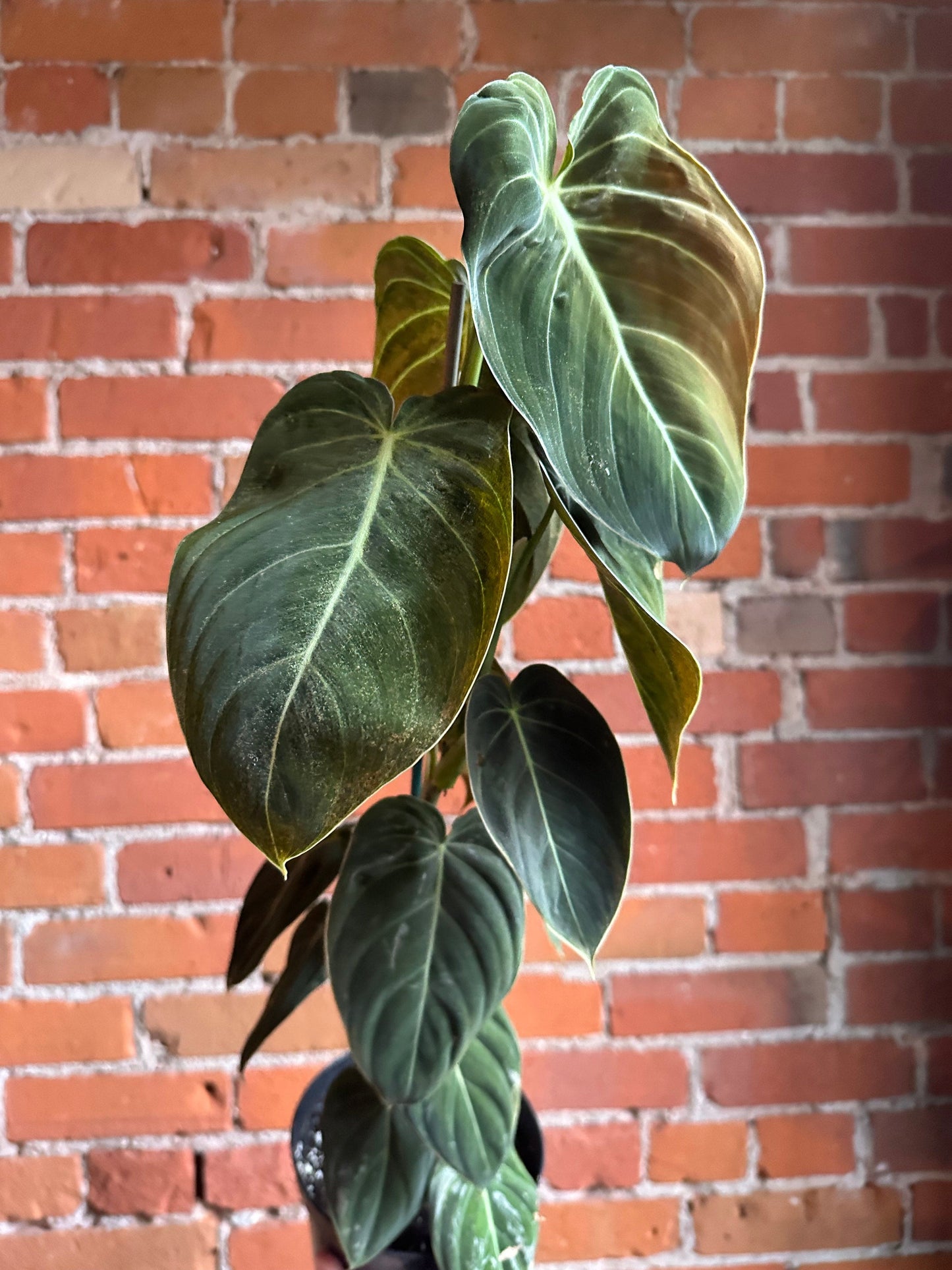 Plant Goals Plant Shop 6" Philodendron Melanochrysum