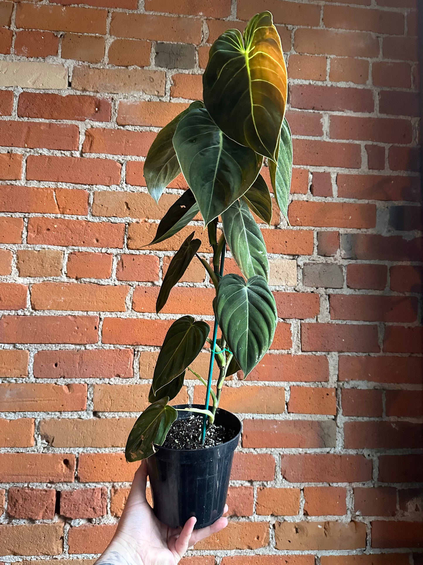 Plant Goals Plant Shop 6" Philodendron Melanochrysum