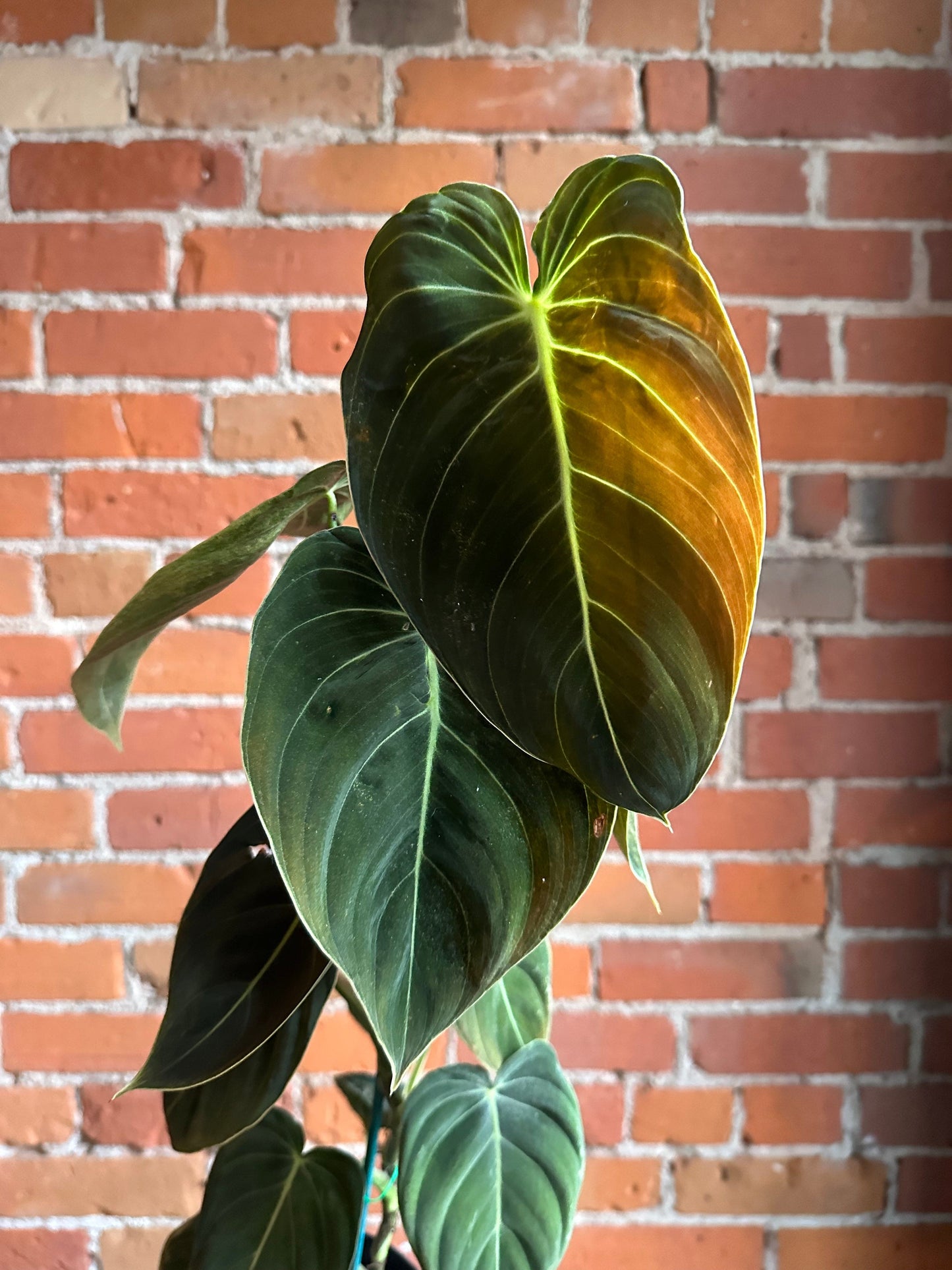 Plant Goals Plant Shop 6" Philodendron Melanochrysum