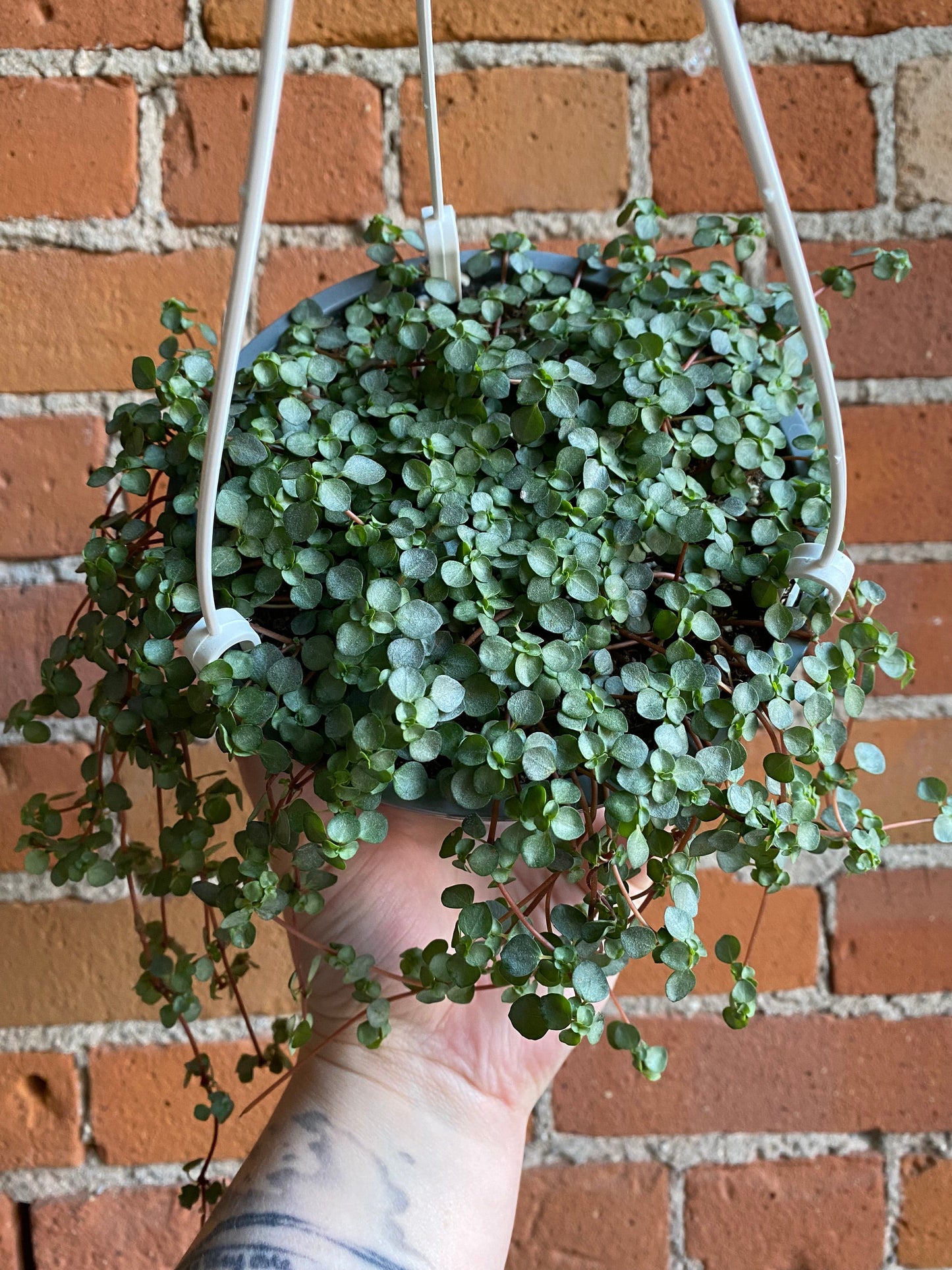 Plant Goals Plant Shop 6" Pilea Aquamarine Hanging Basket