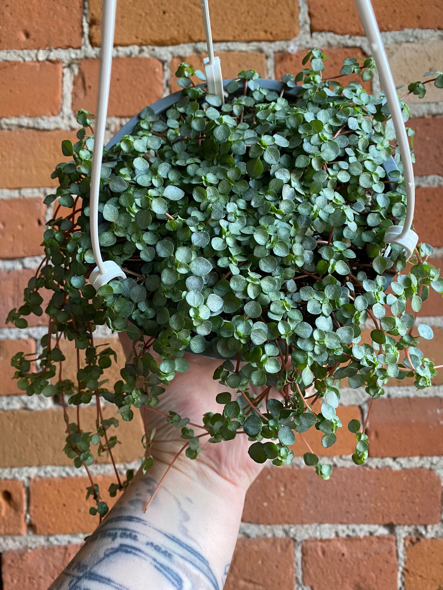 Plant Goals Plant Shop 6" Pilea Aquamarine Hanging Basket