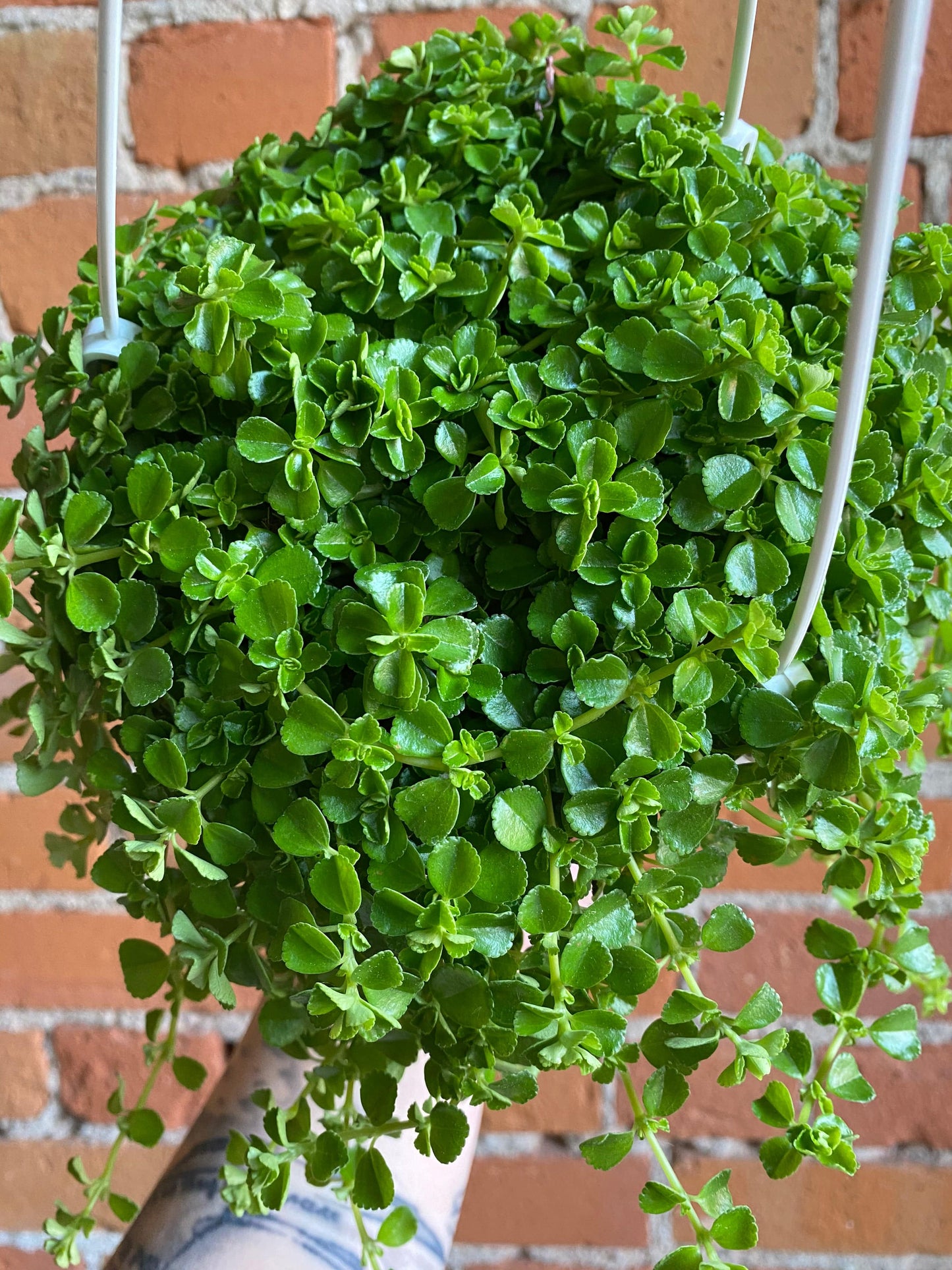Plant Goals Plant Shop 6" Pilea Depressa Hanging Basket