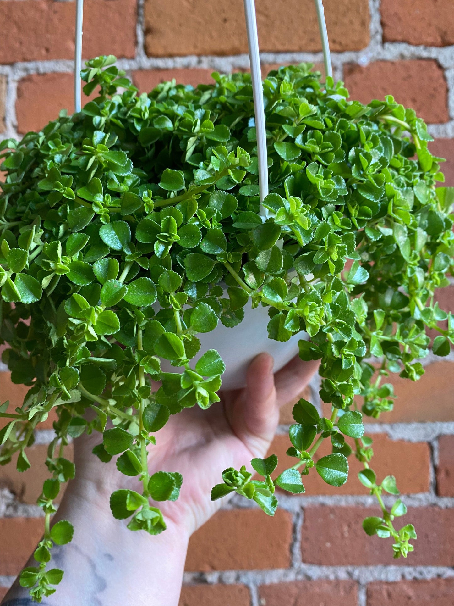 Plant Goals Plant Shop 6" Pilea Depressa Hanging Basket