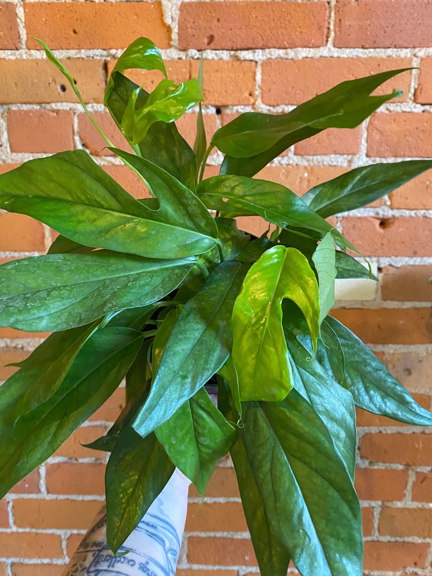 Plant Goals Plant Shop 6" Pothos Baltic Blue