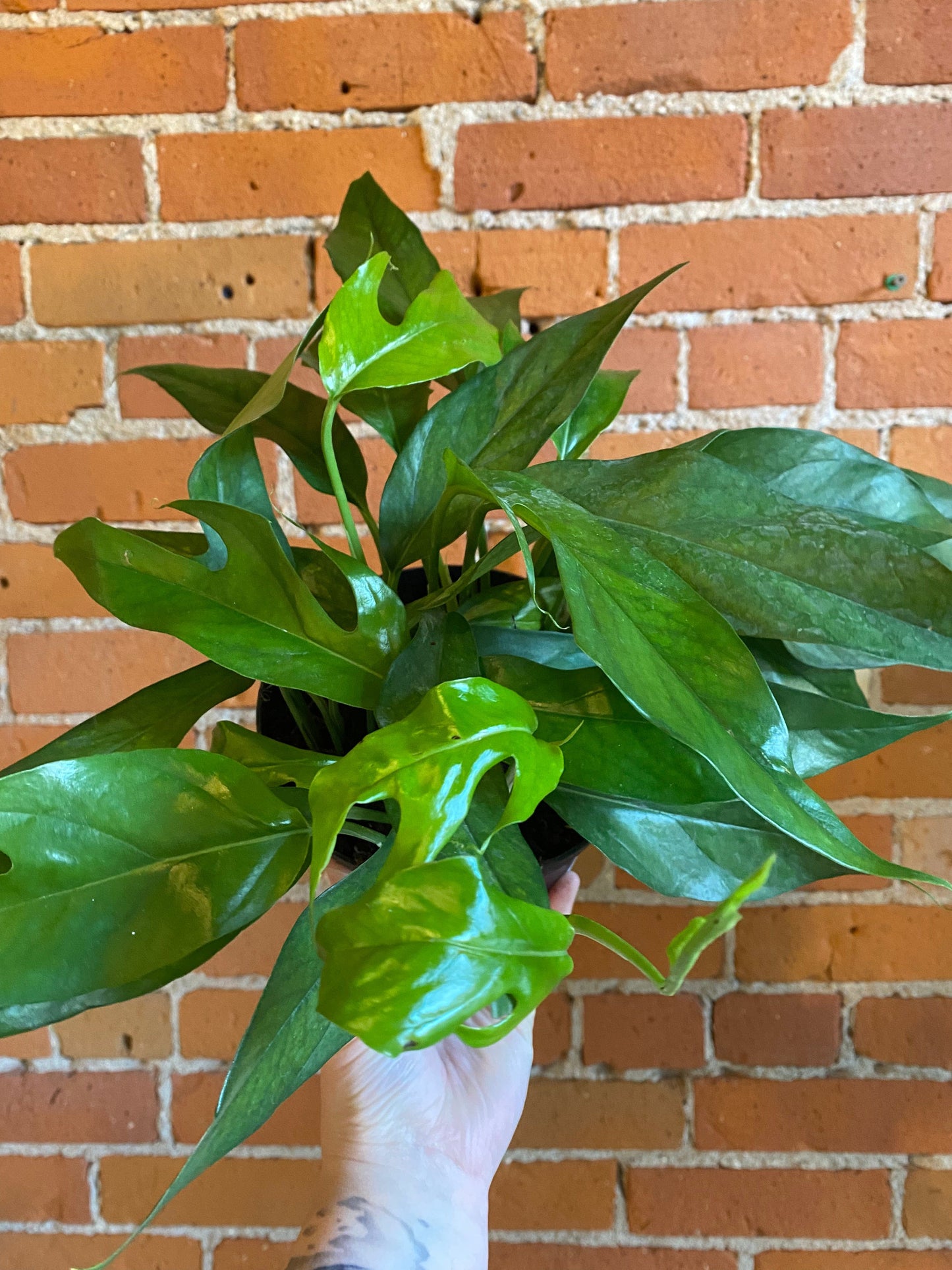 Plant Goals Plant Shop 6" Pothos Baltic Blue