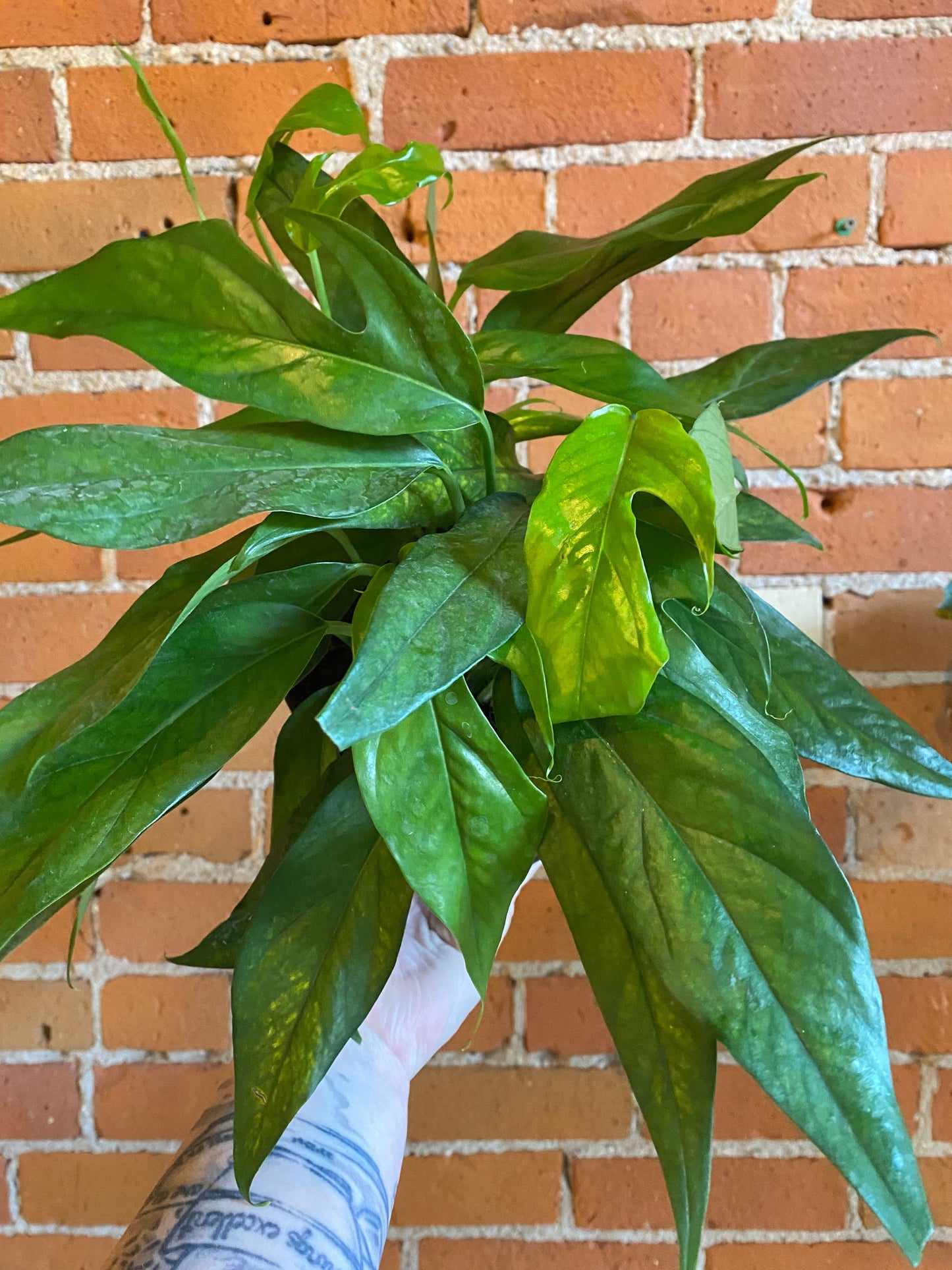 Plant Goals Plant Shop 6" Pothos Baltic Blue
