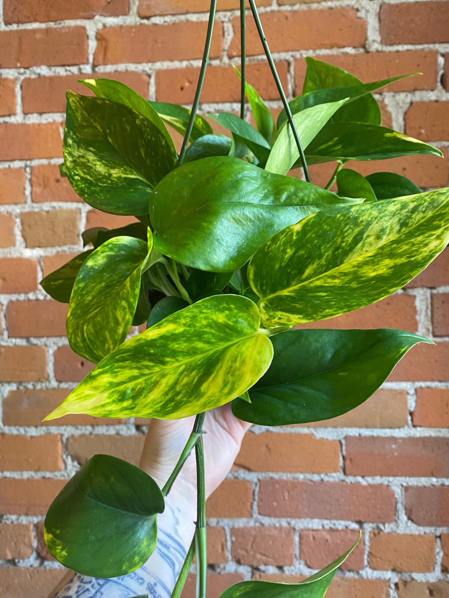 Plant Goals Plant Shop 6" Pothos Golden Hanging Basket