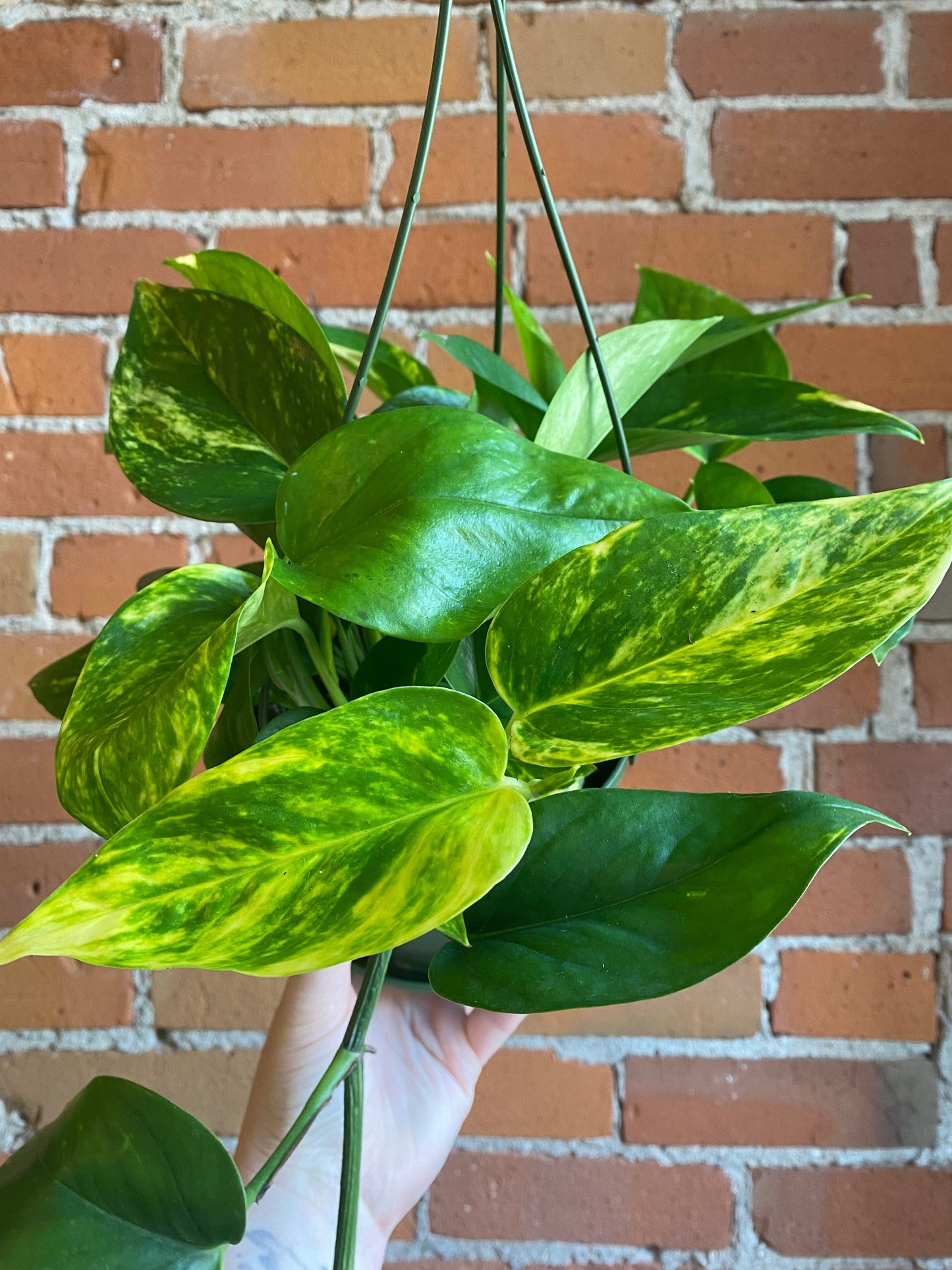 Plant Goals Plant Shop 6" Pothos Golden Hanging Basket