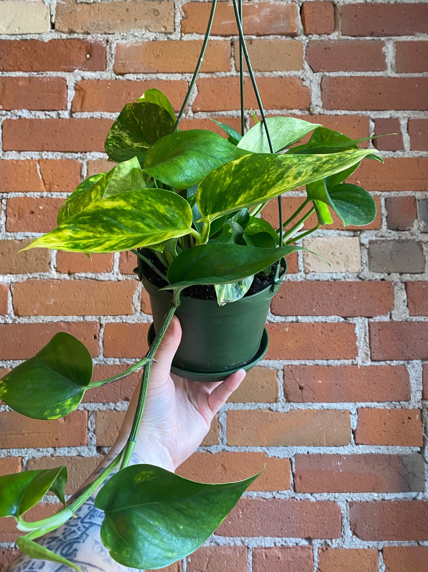 Plant Goals Plant Shop 6" Pothos Golden Hanging Basket