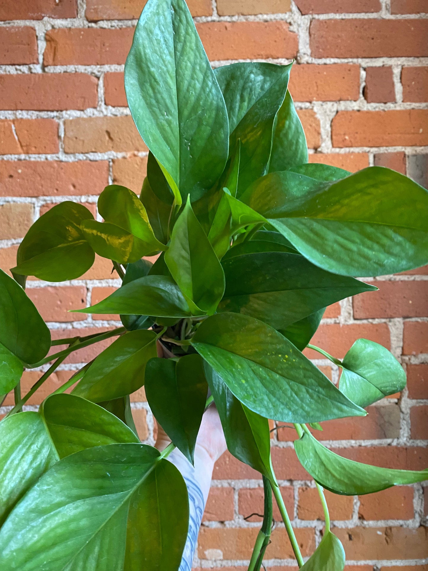 Plant Goals Plant Shop 6" Pothos Green Jade