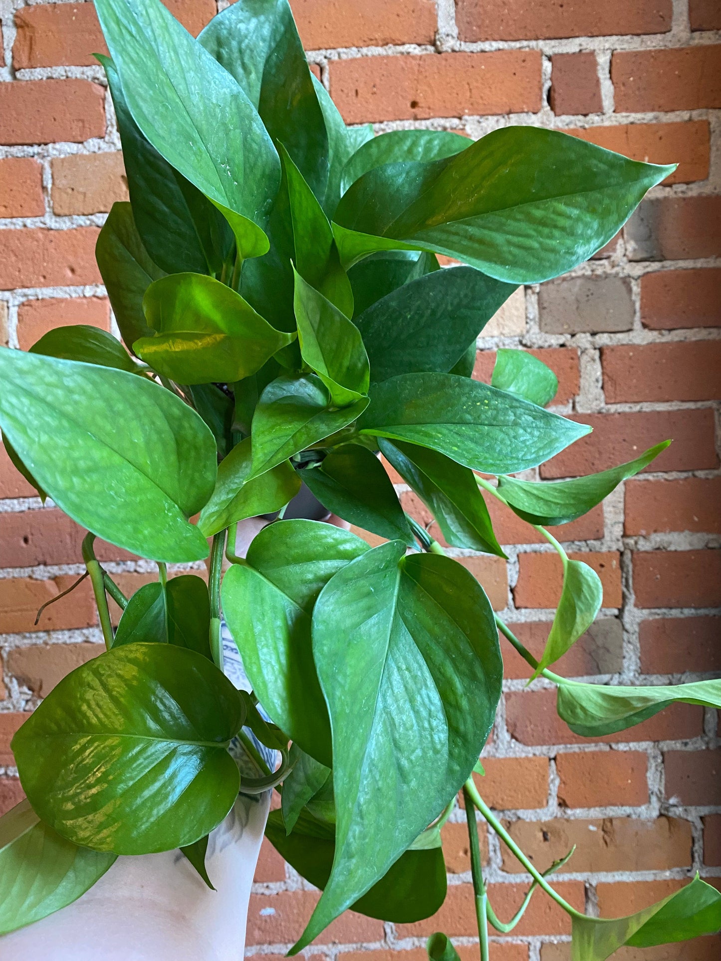 Plant Goals Plant Shop 6" Pothos Green Jade