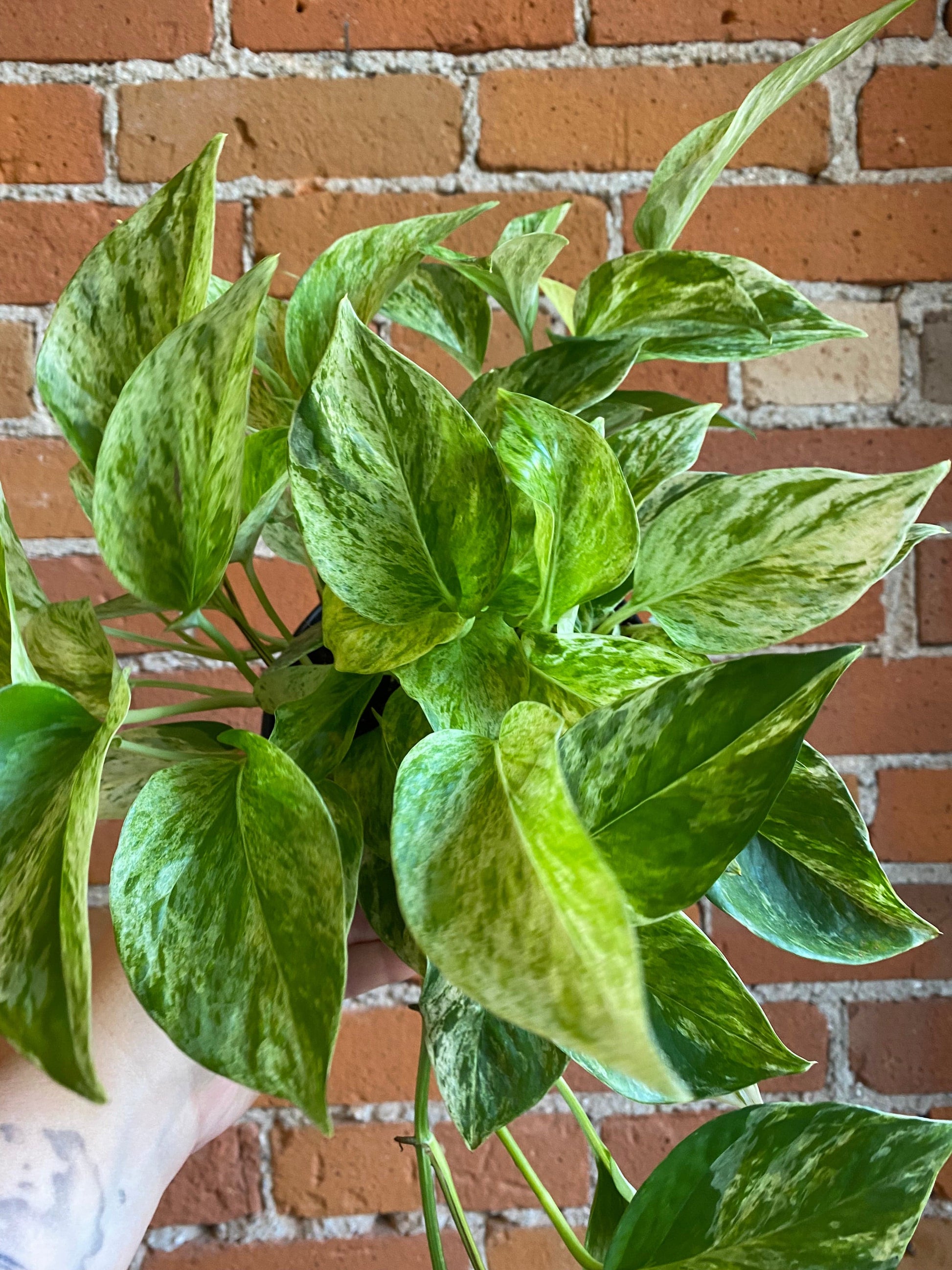 Plant Goals Plant Shop 6" Pothos Marble Queen