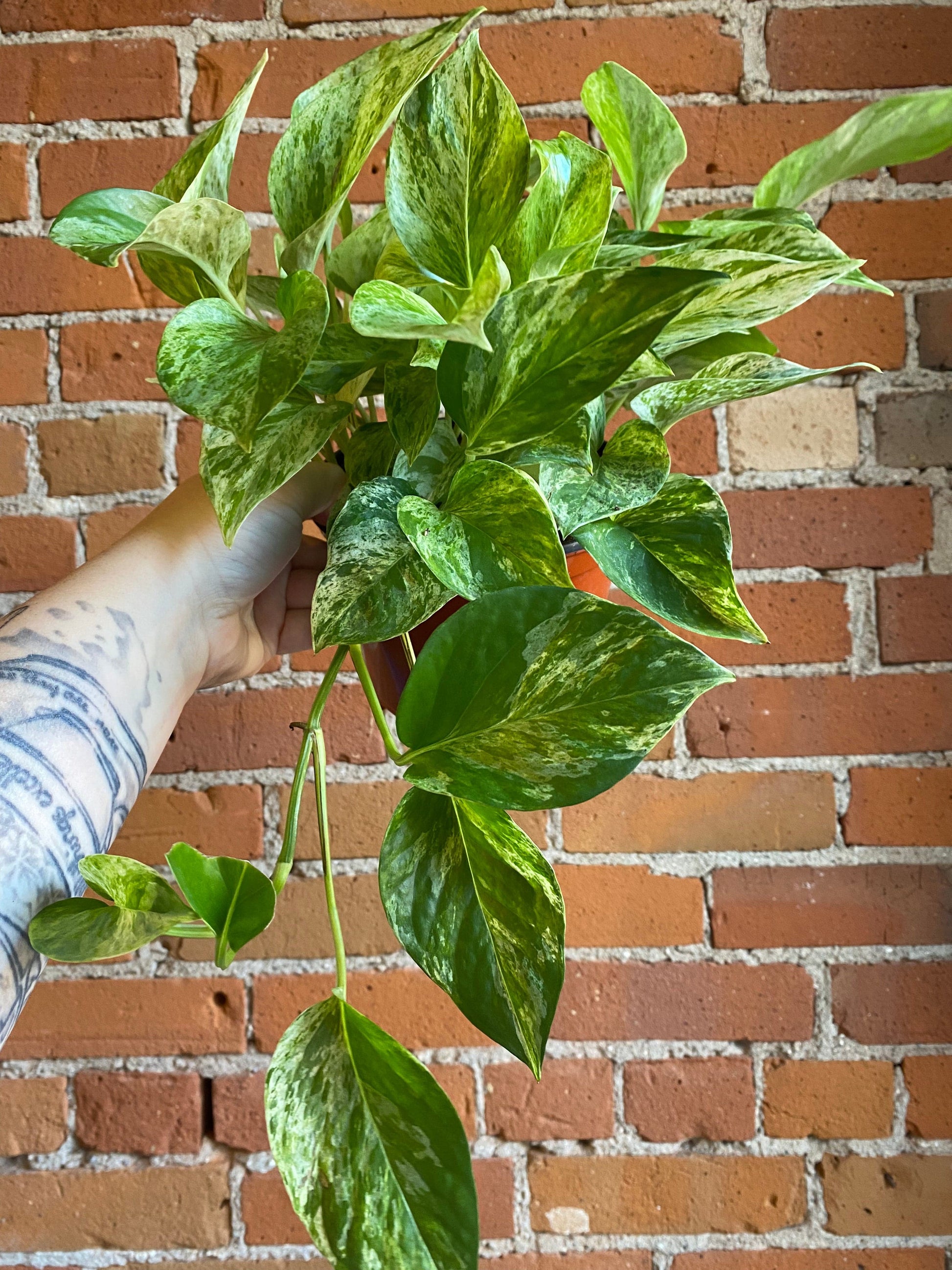 Plant Goals Plant Shop 6" Pothos Marble Queen