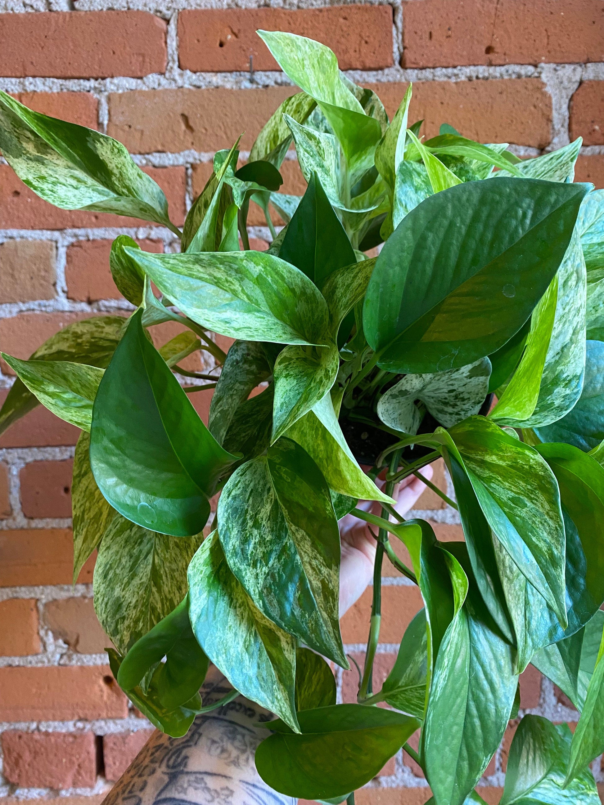 Plant Goals Plant Shop 6" Pothos Marble Queen